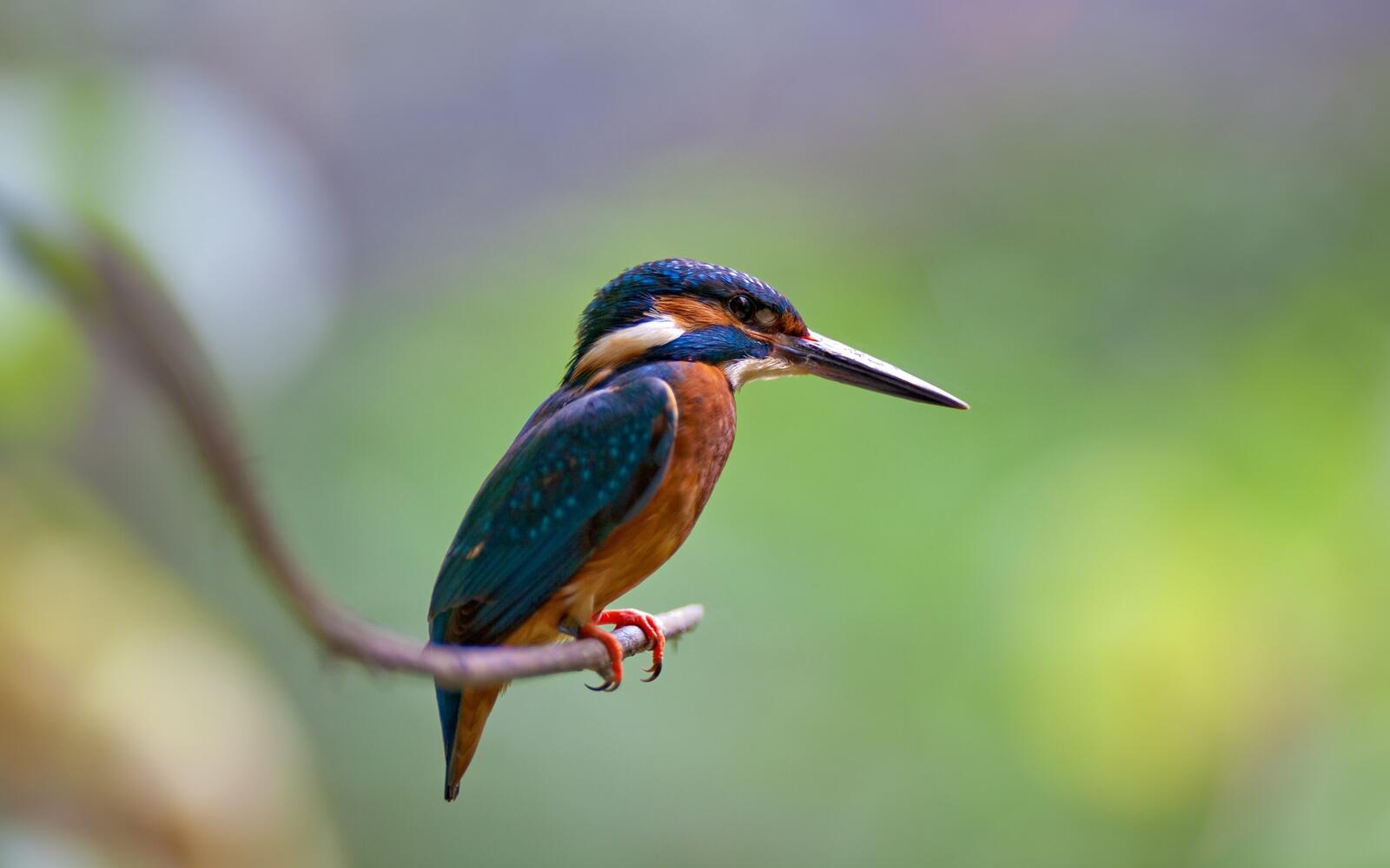 Free photo A kingfisher sits on a branch above the water.