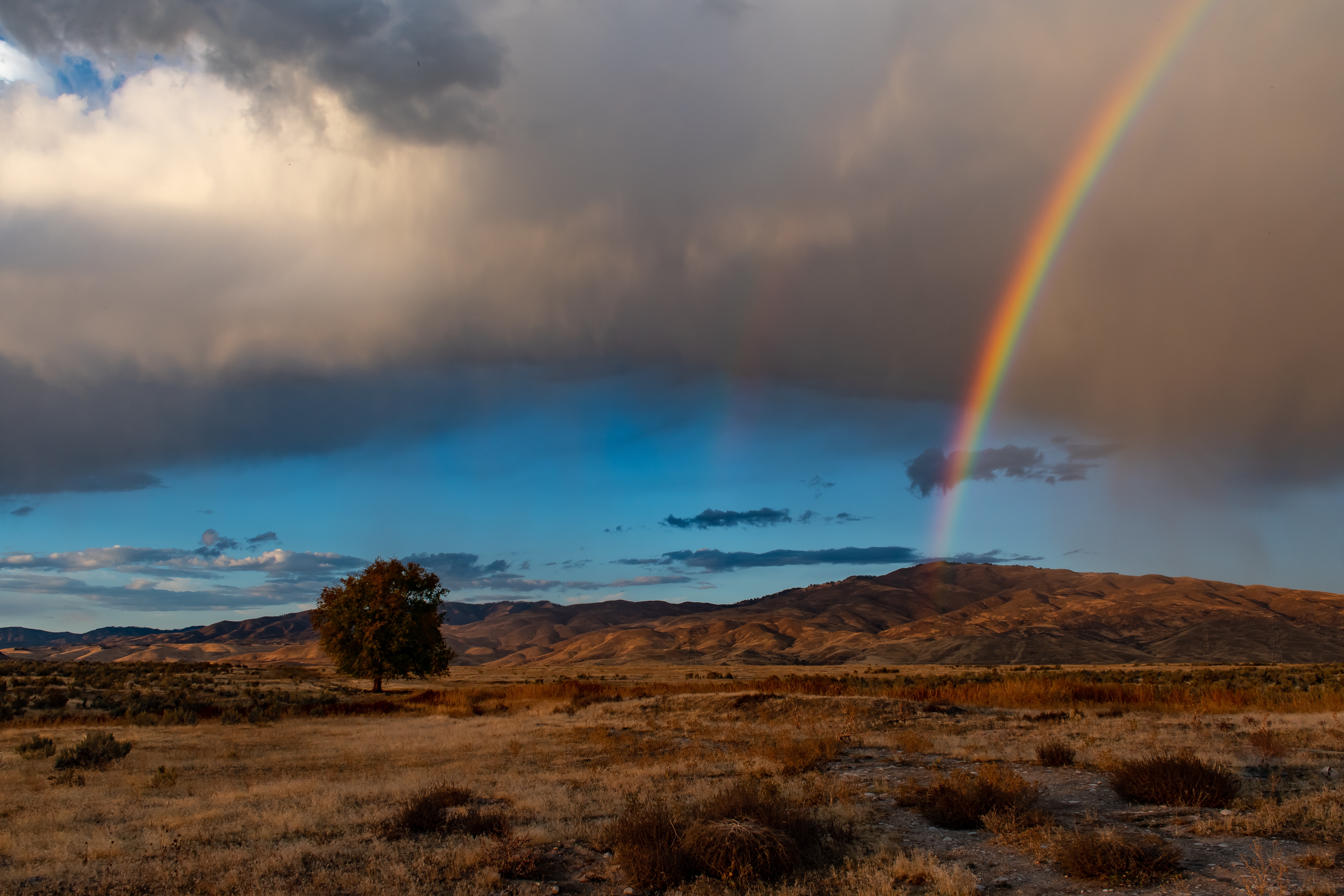 Бесплатное фото Живописная радуга на поле с одиноким осенним деревом