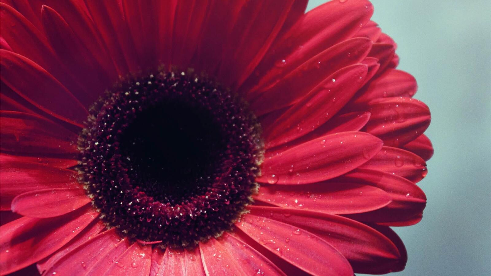 Бесплатное фото Большой красный цветок с каплями дождя крупным планом