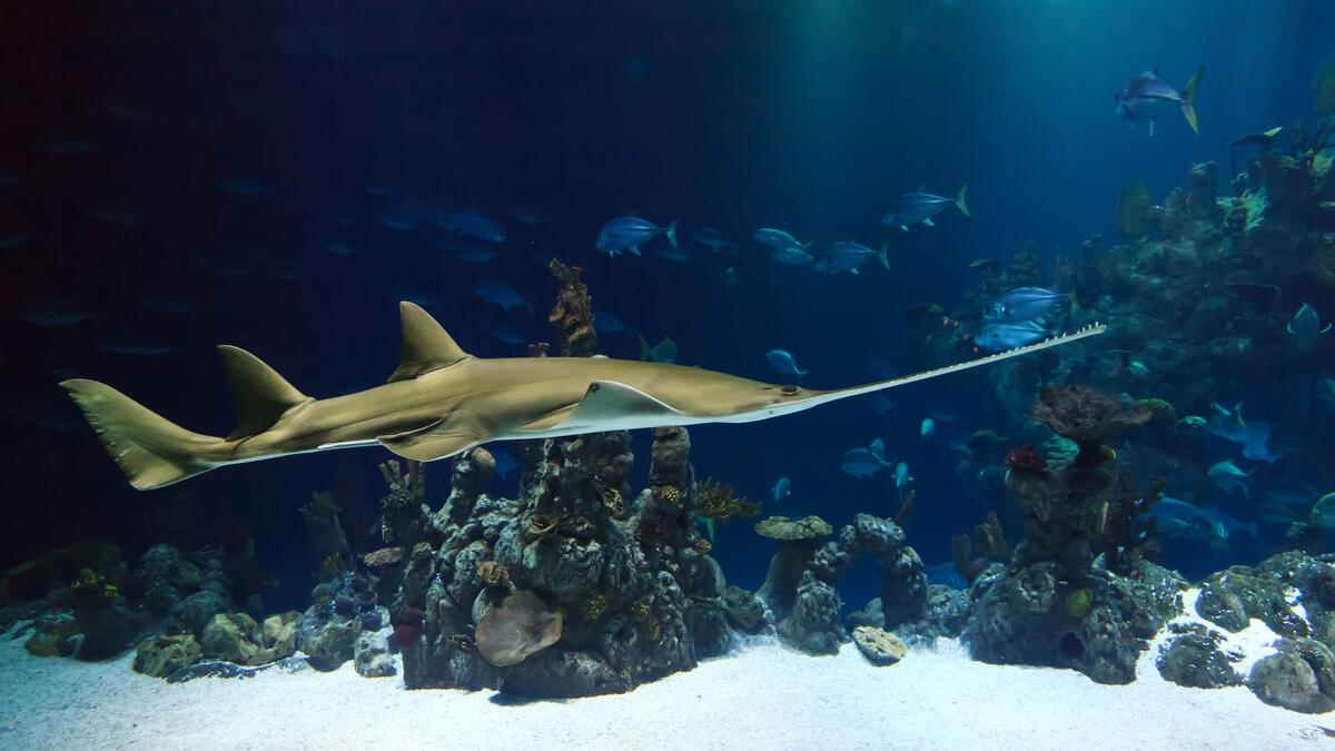 A sword shark swims near coral reefs
