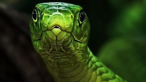 A western green mamba stares into the camera