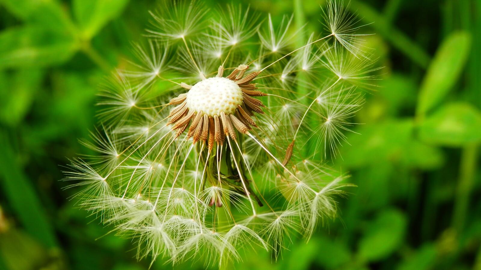 Free photo Close-up of a seedless dandelion.
