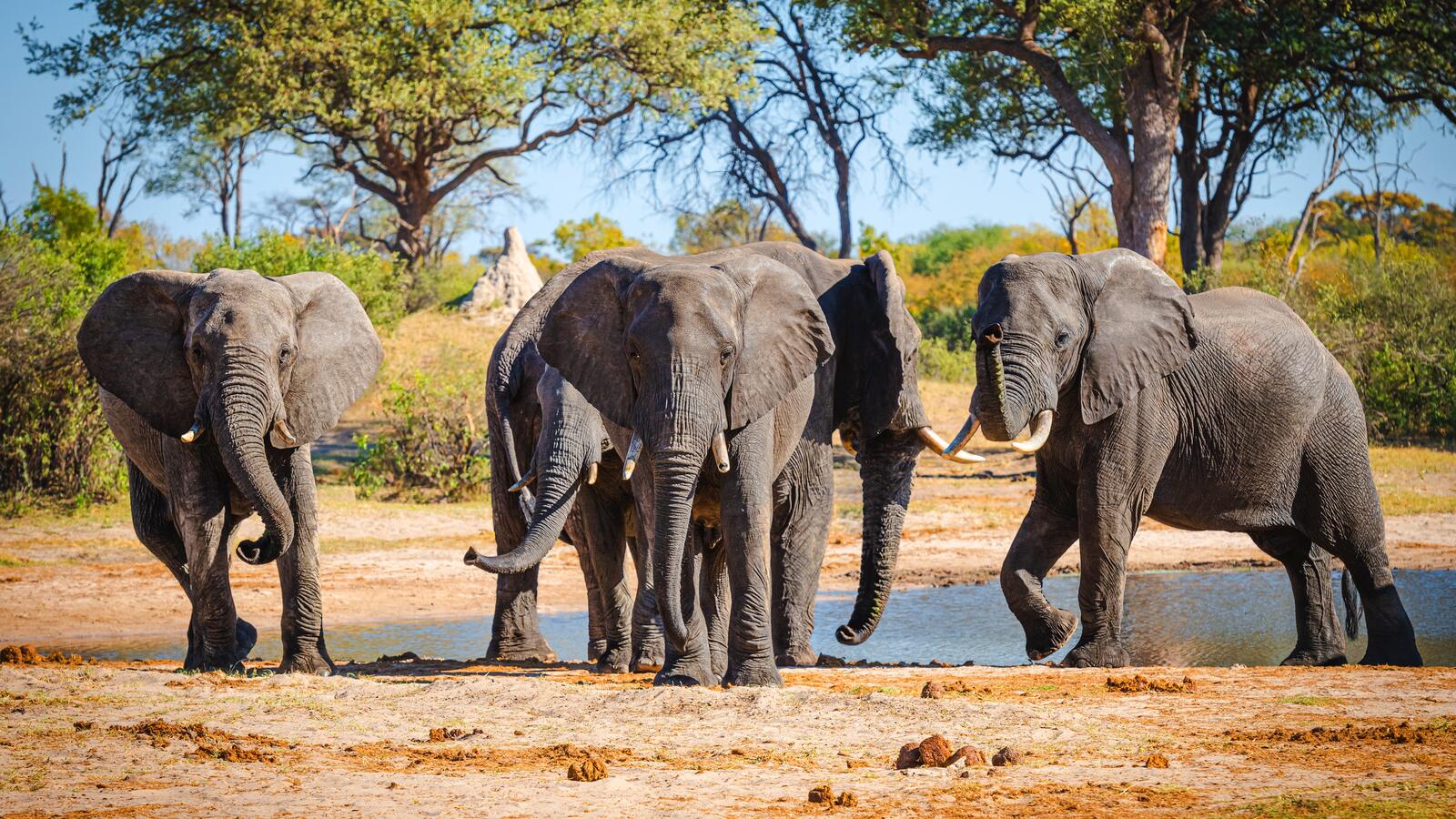 免费照片一个大象家庭来到了水源地