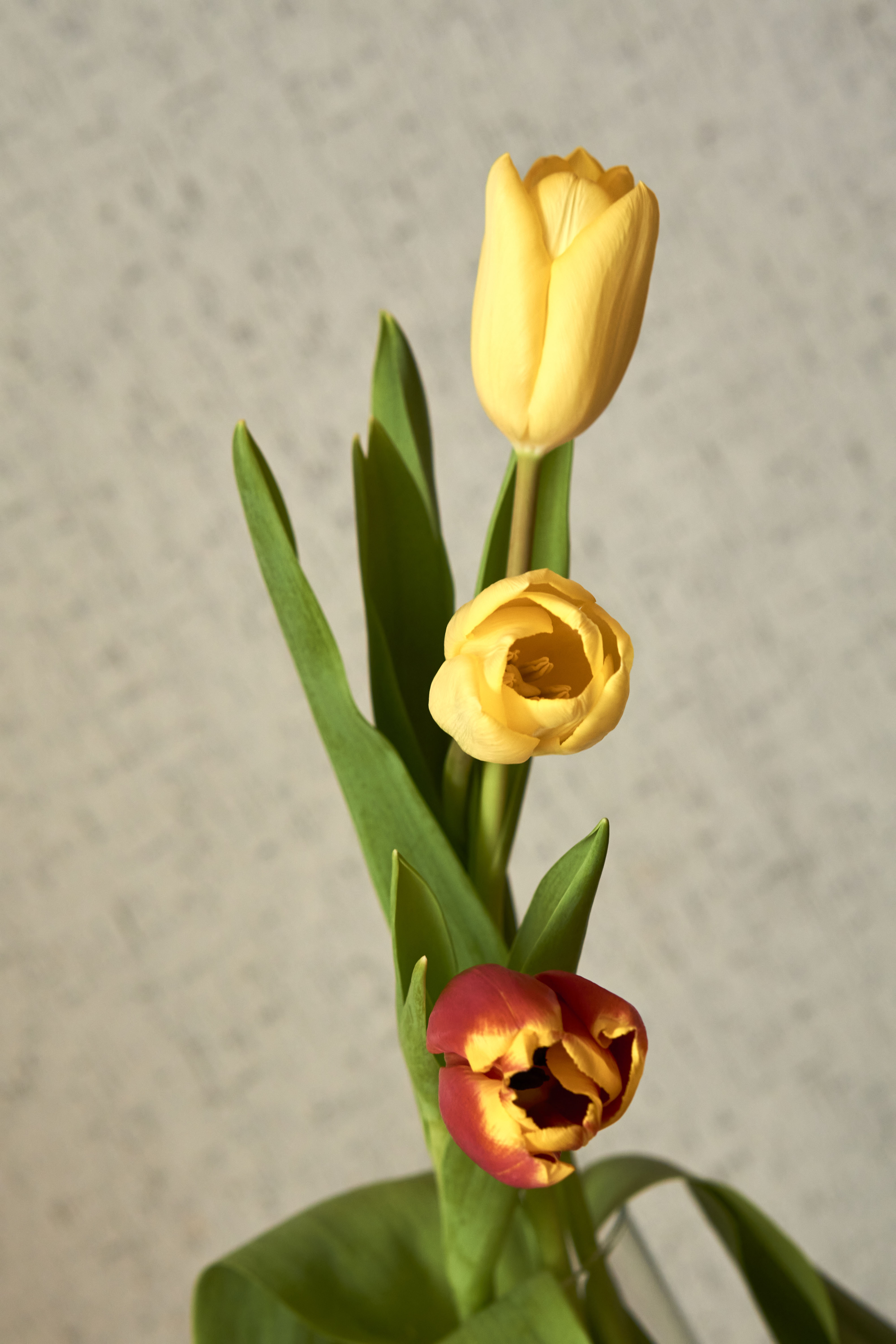 Бесплатное фото Три тюльпана