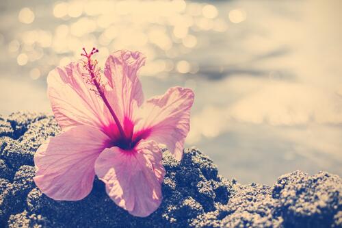 A pink flower with delicate petals.