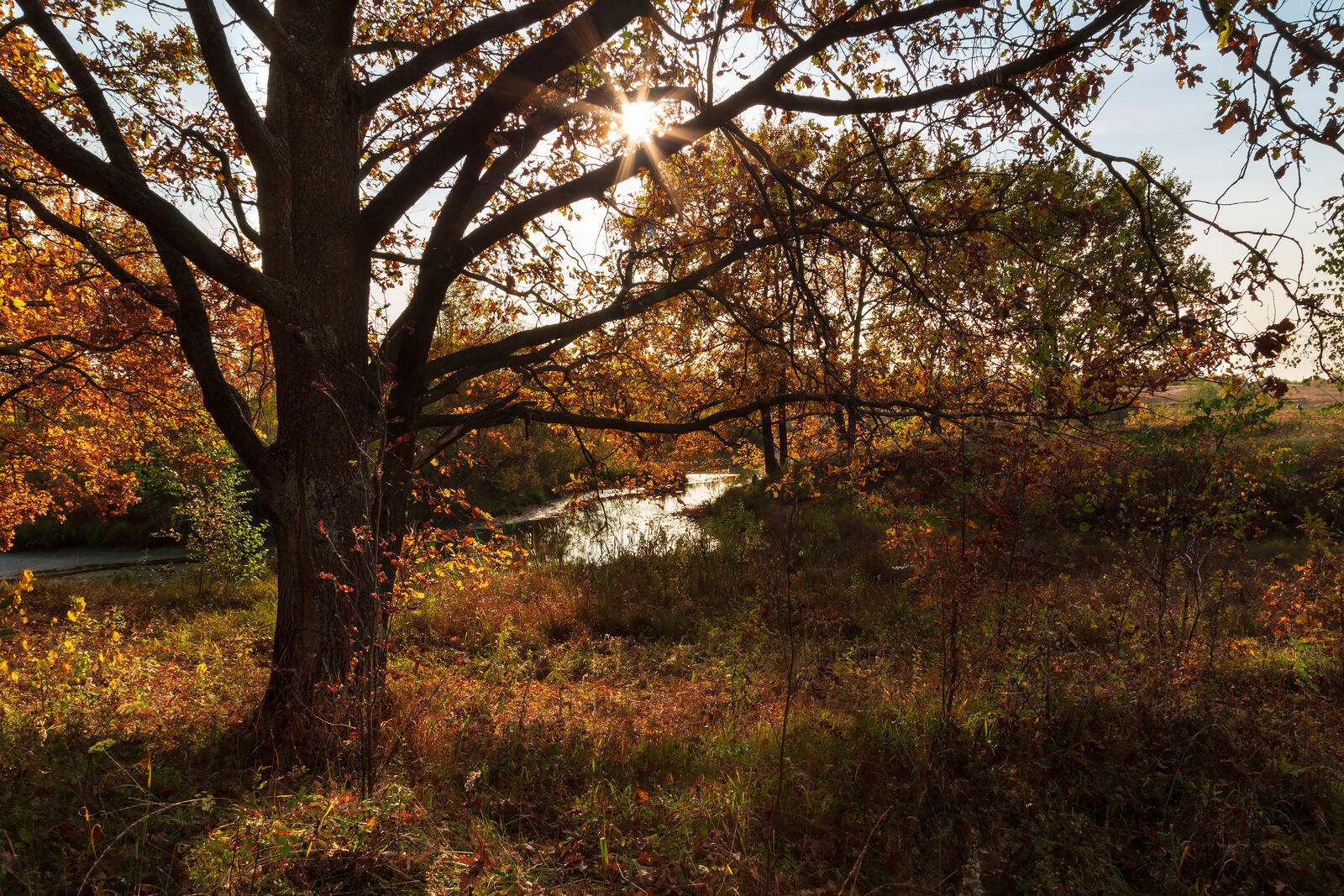 Бесплатное фото Осенний солнечный пейзаж