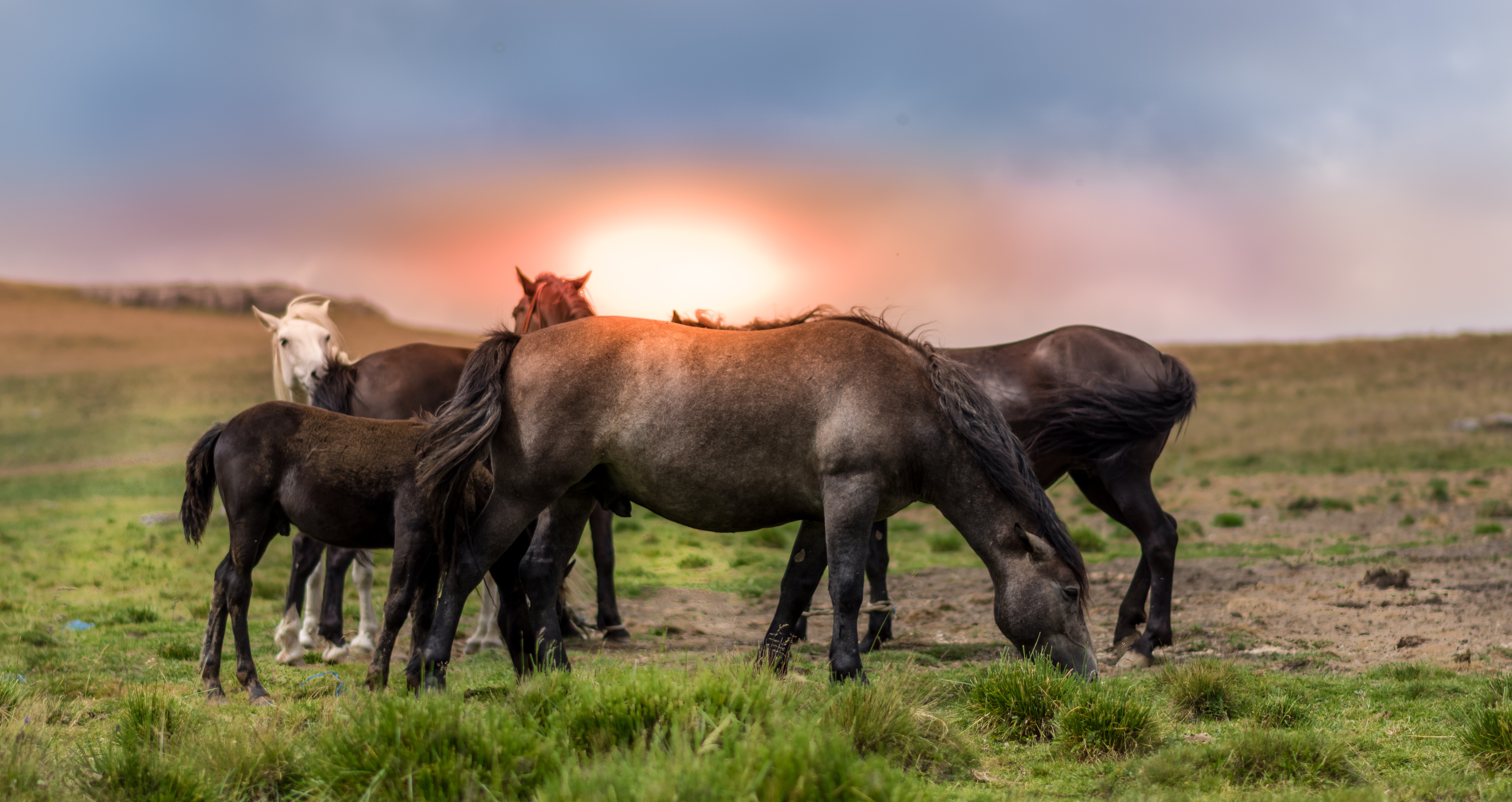 Лошади кушают траву на пастбище
