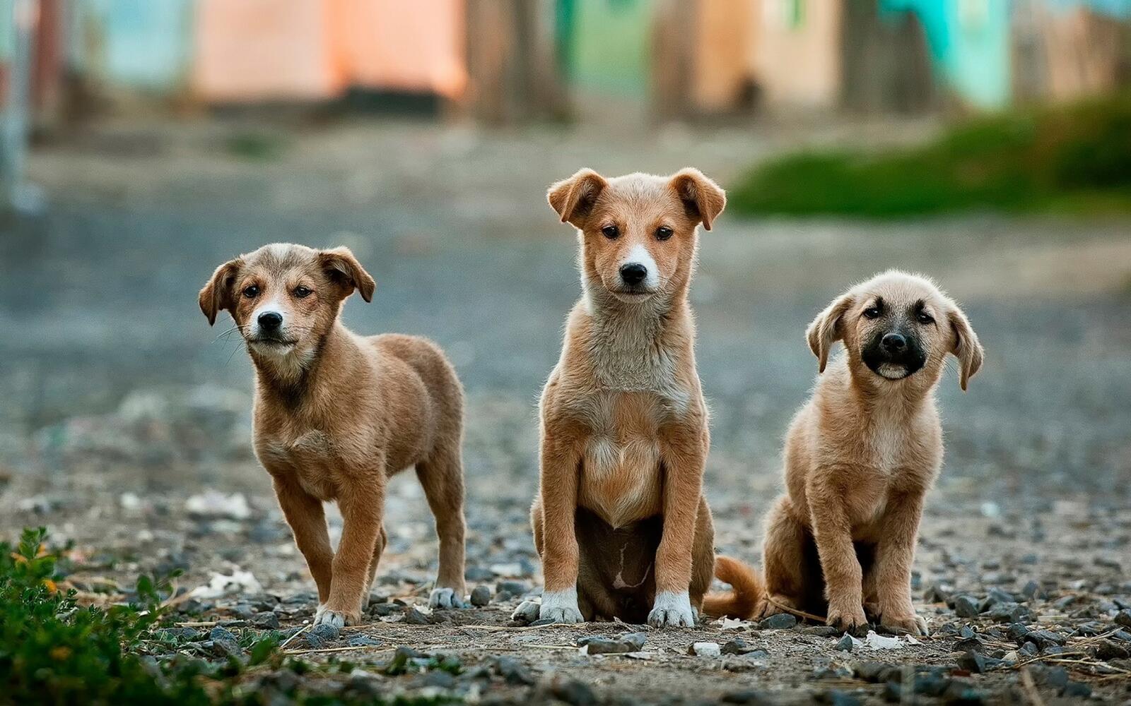 Free photo Three stray puppies