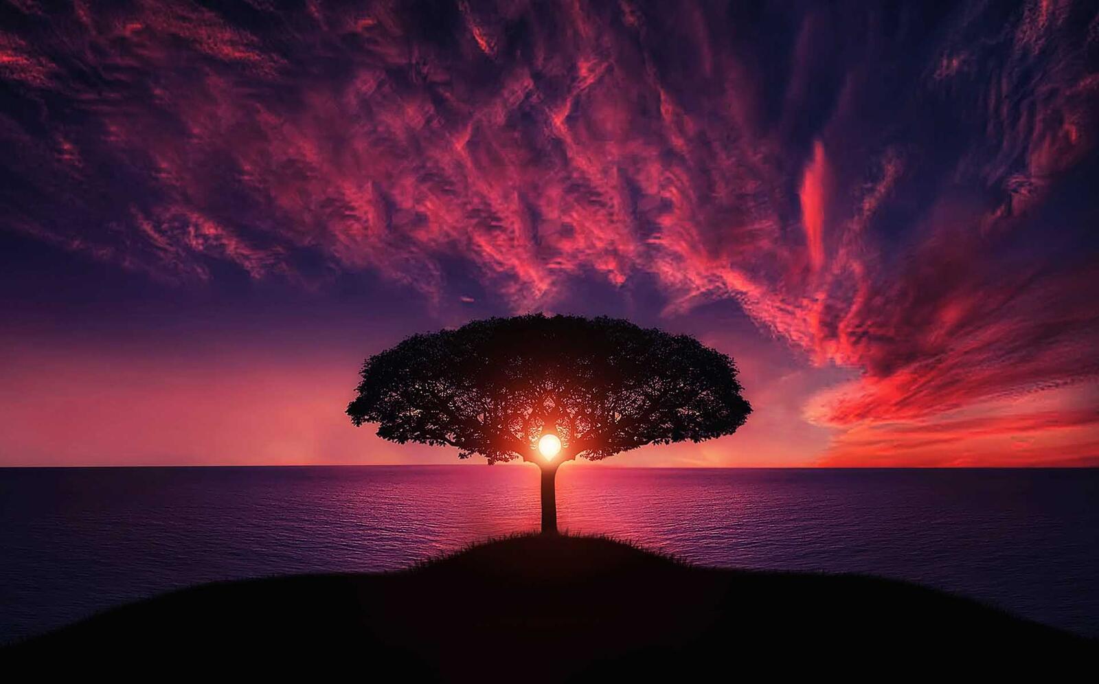 Бесплатное фото Восход солнца на море за одиноким деревом
