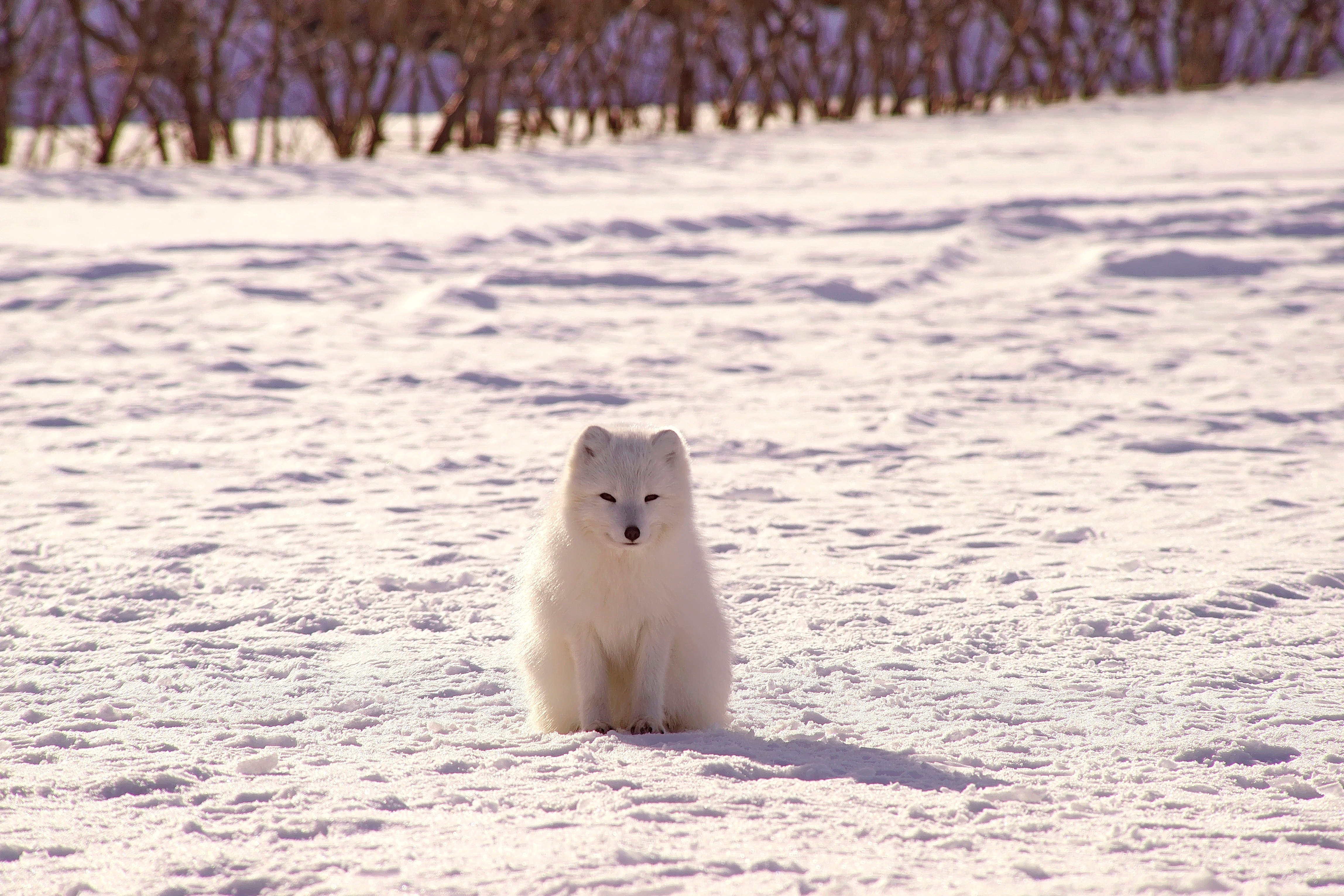免费照片雪中的极地狐狸