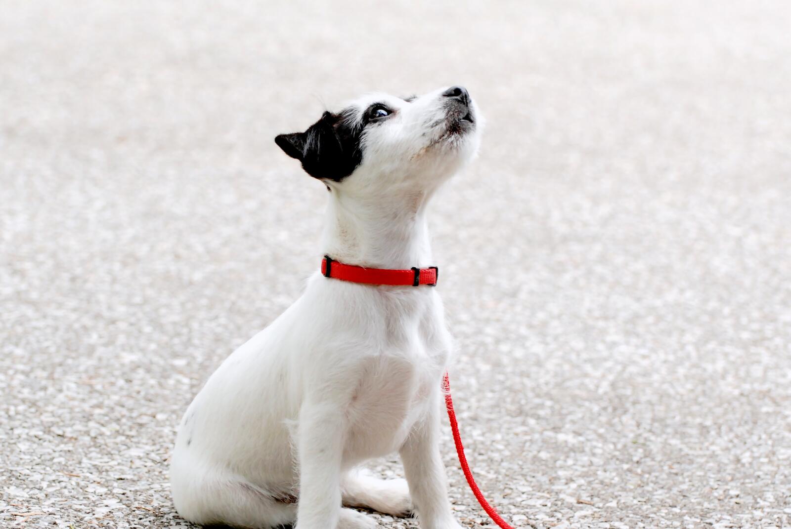 免费照片一只戴着红色项圈的白色小狗