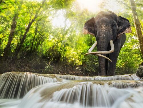 A large elephant with tusks in the summer forest near a waterfall