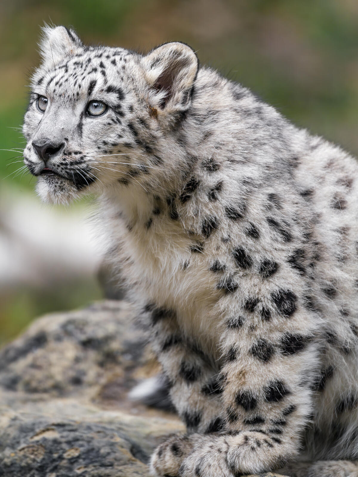 A beautiful spotted snow leopard
