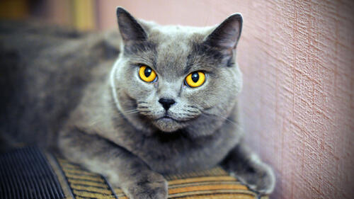 A gray Scottish cat