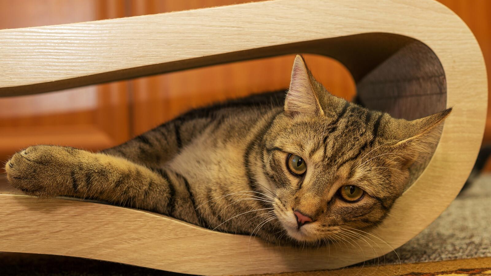 桌面上的壁纸猫咪壁纸 伏卧 浏览