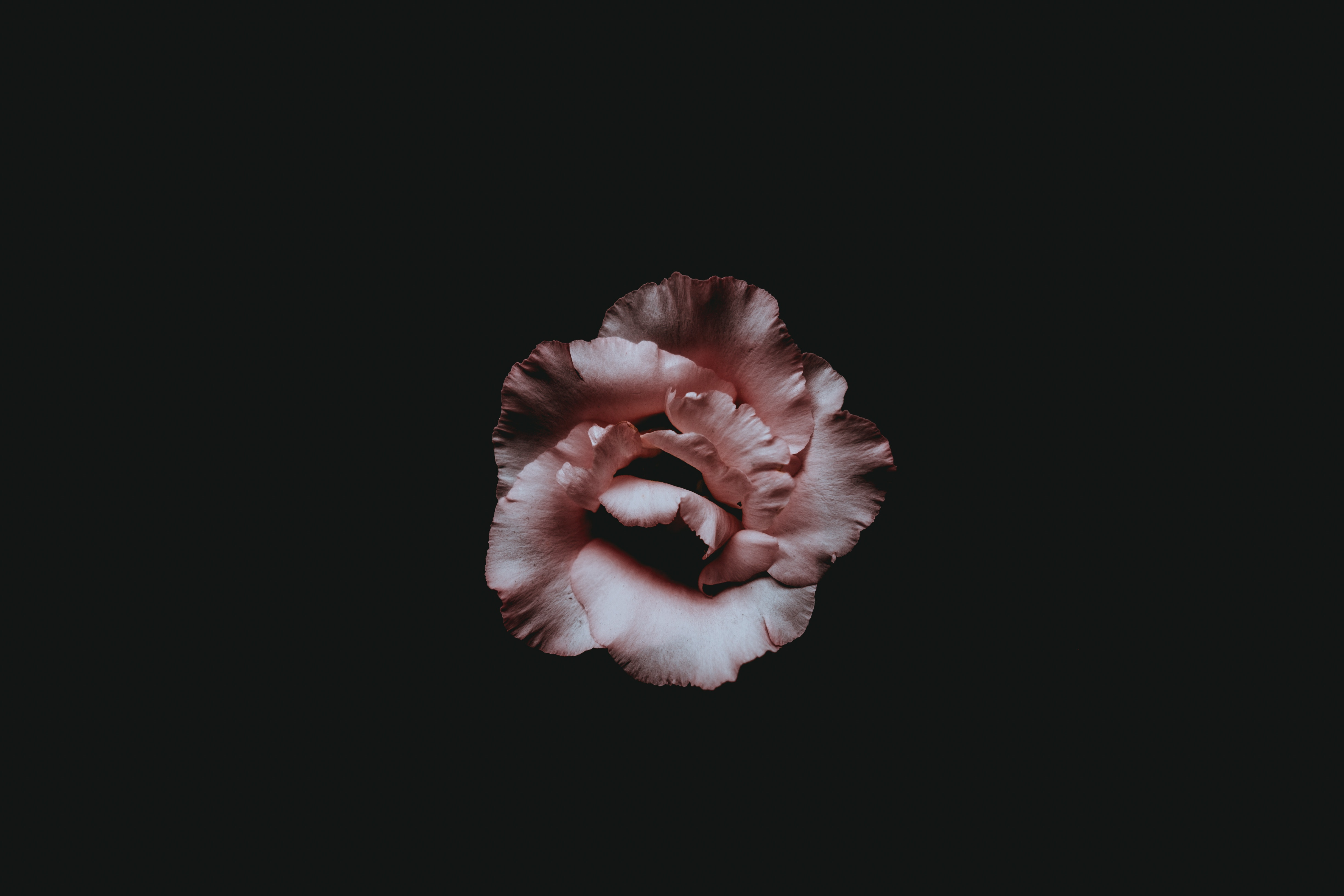 免费照片黑色背景上的一朵花
