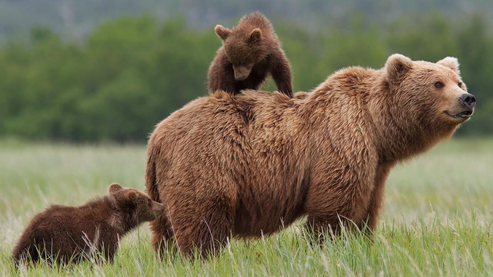 Free photo Brown bear with cubs