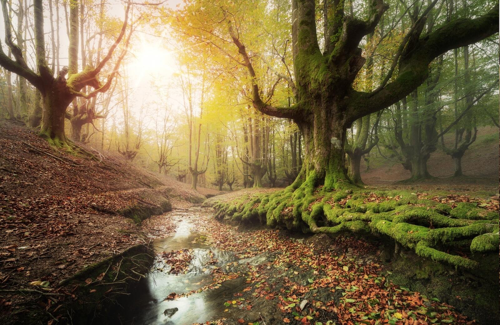 Бесплатное фото Старый лес Испании солнечным днем