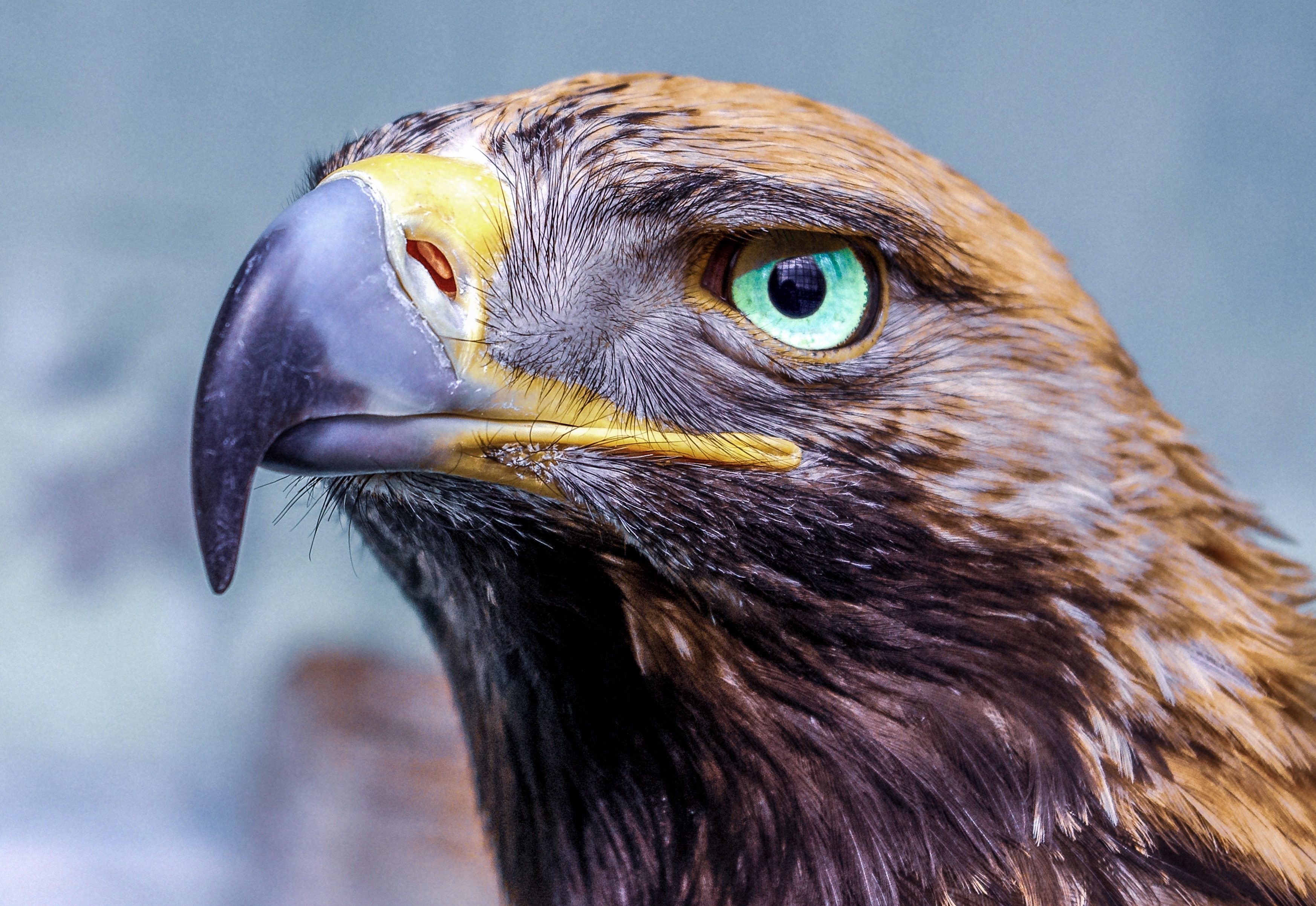 Head of an eagle with green eyes
