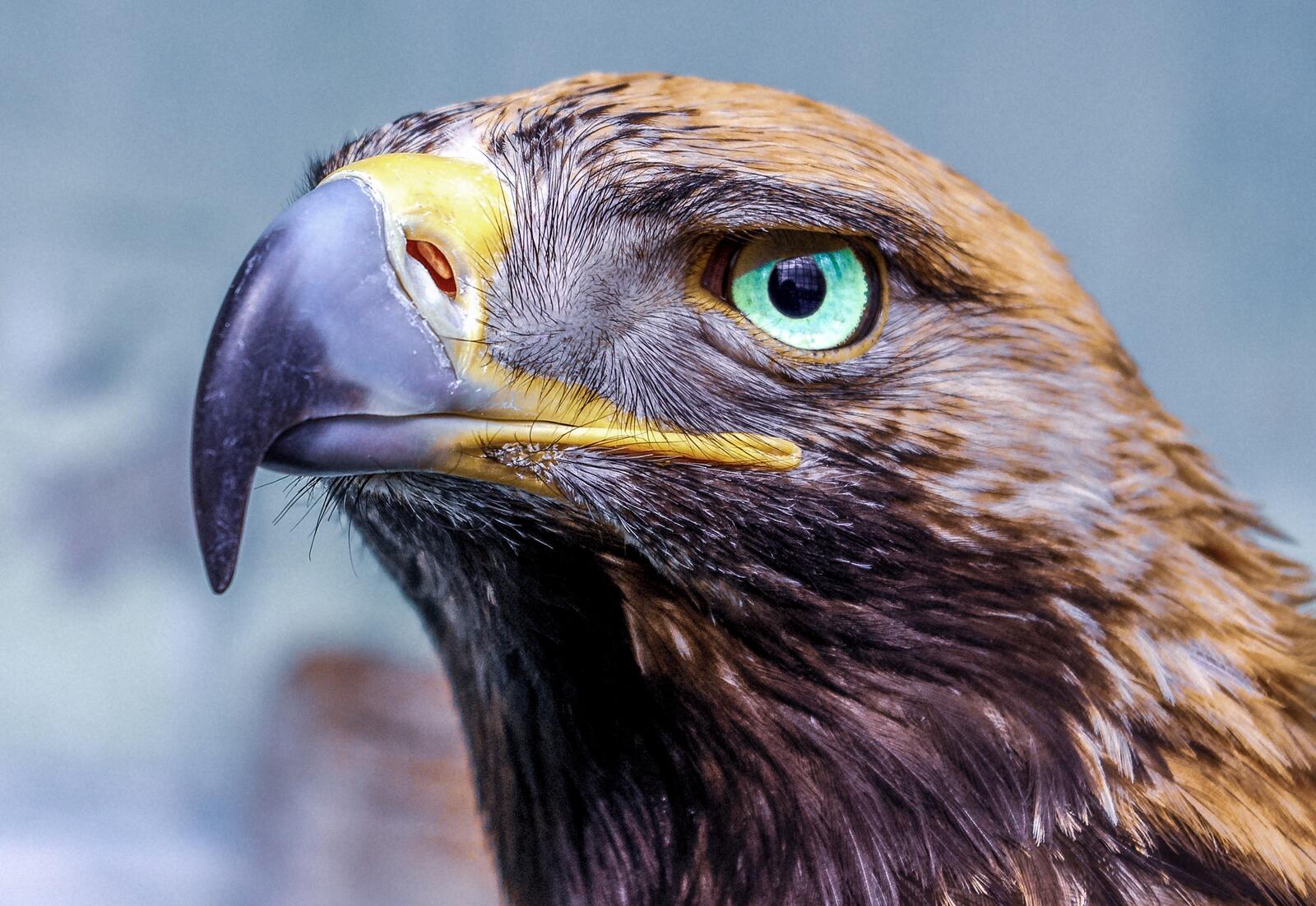 Бесплатное фото Голова орла с зелеными глазами крупным планом