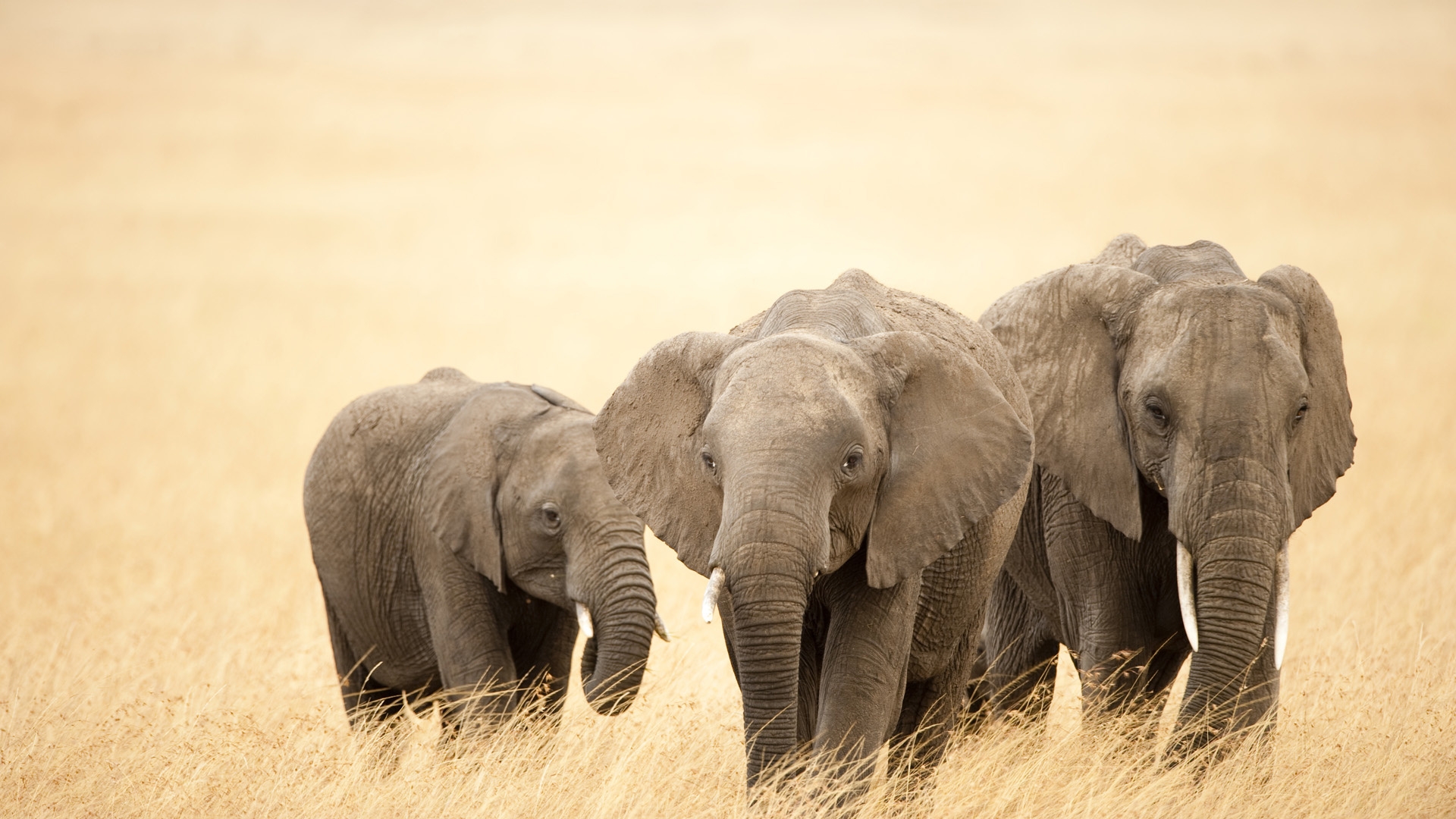 Семья слонов странствующая по Африке