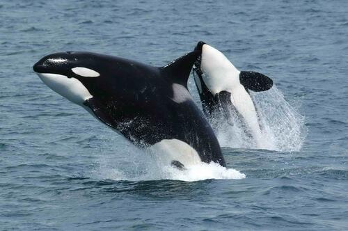 Two killer whales emerge from the water