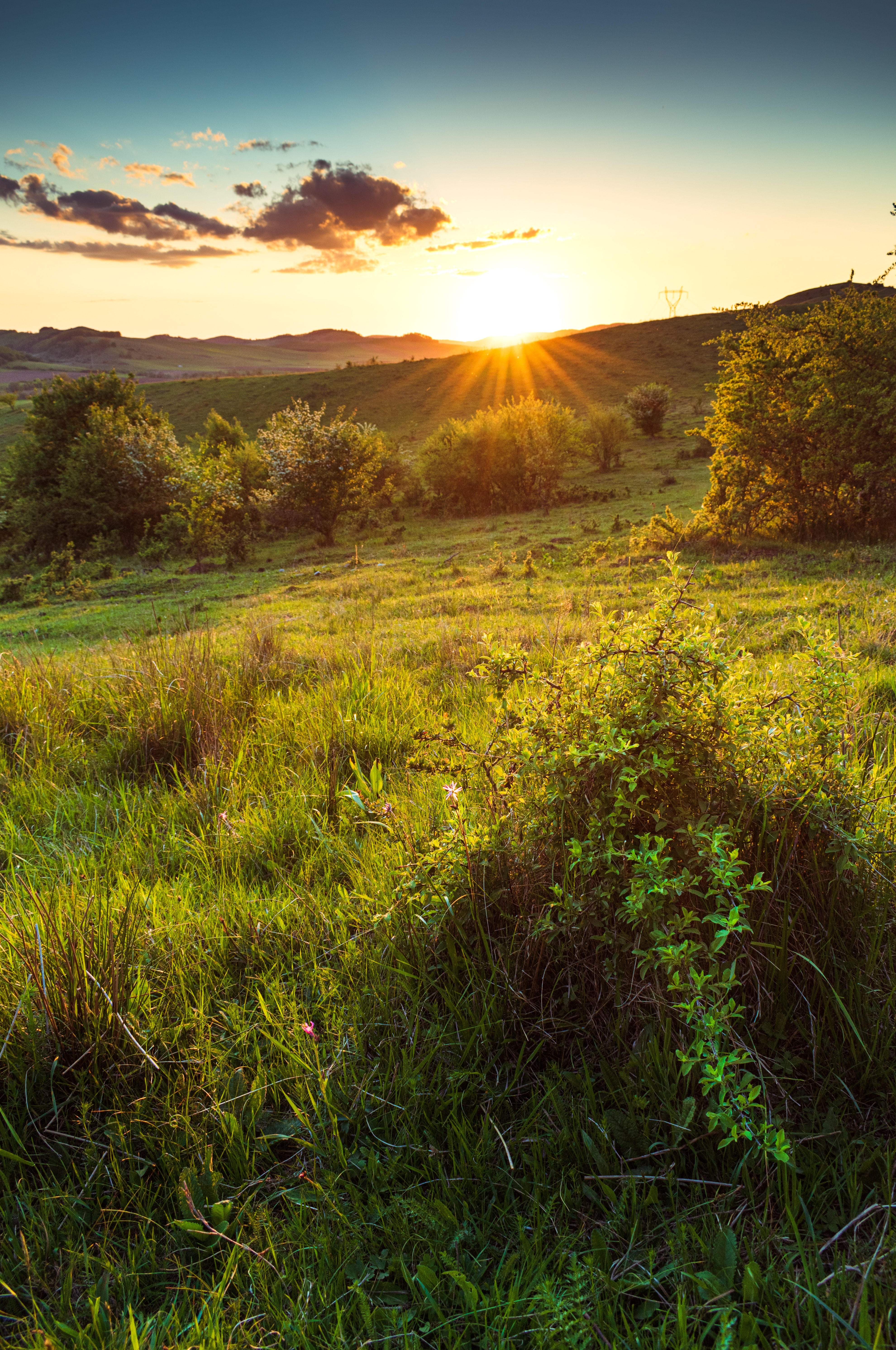 Бесплатное фото Летний восход солнца с зеленой травой