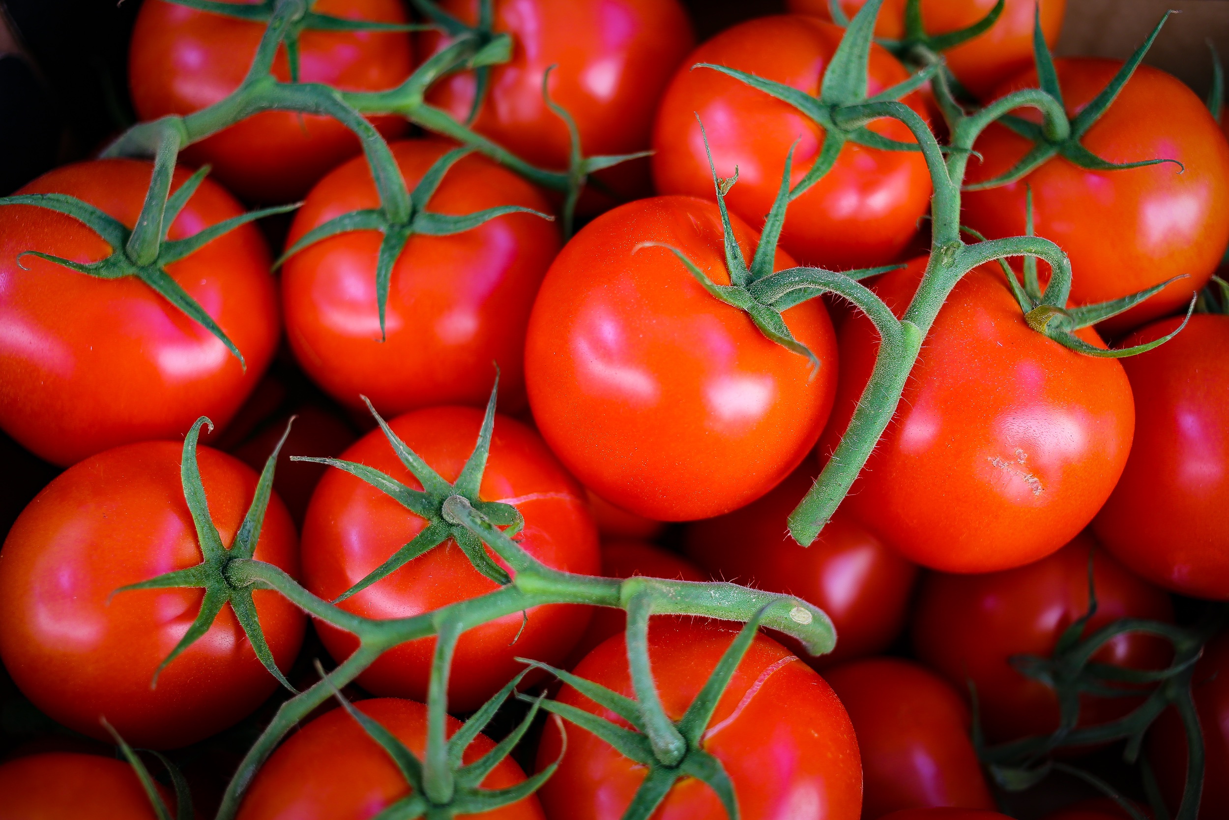 Бесплатное фото Красные помидорки