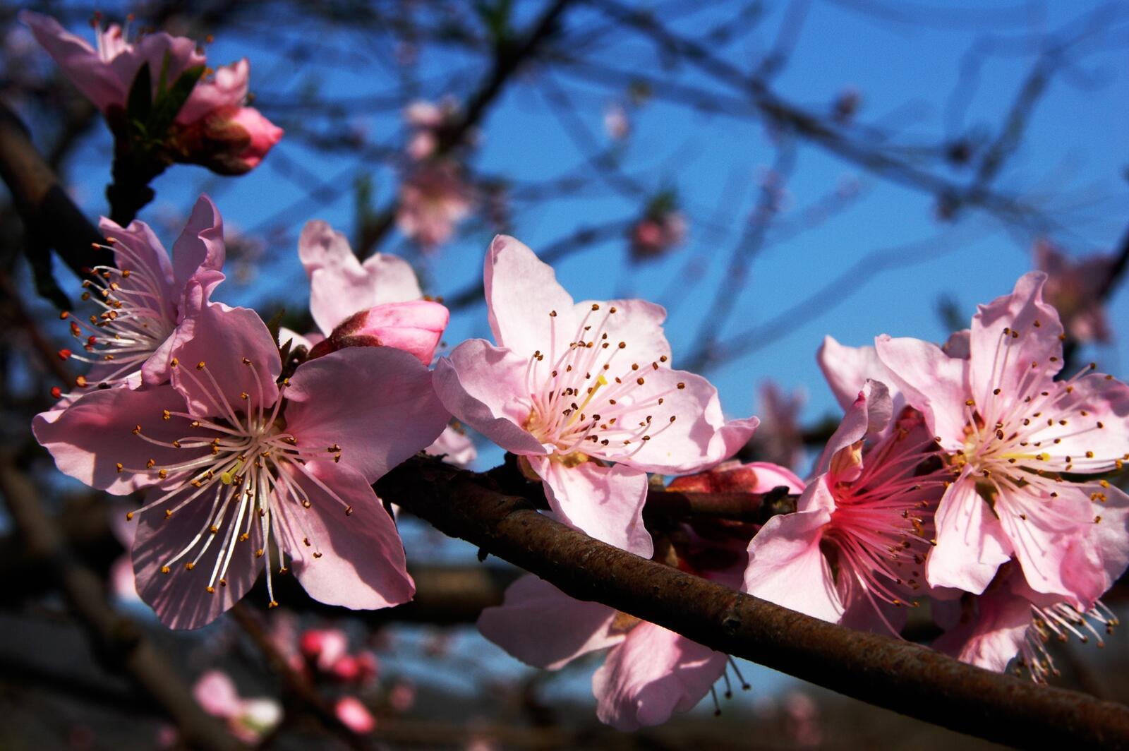 Бесплатное фото Розовые цветочки на ветках деревьев
