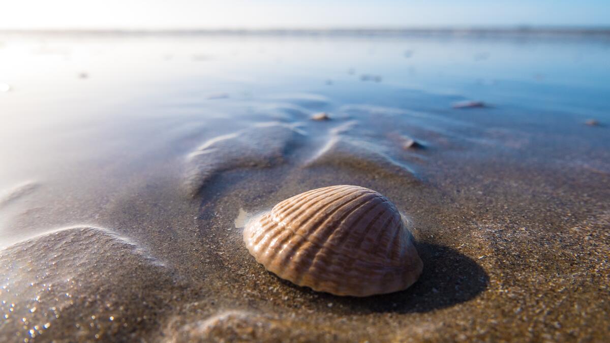 A seashell on a sandy beach