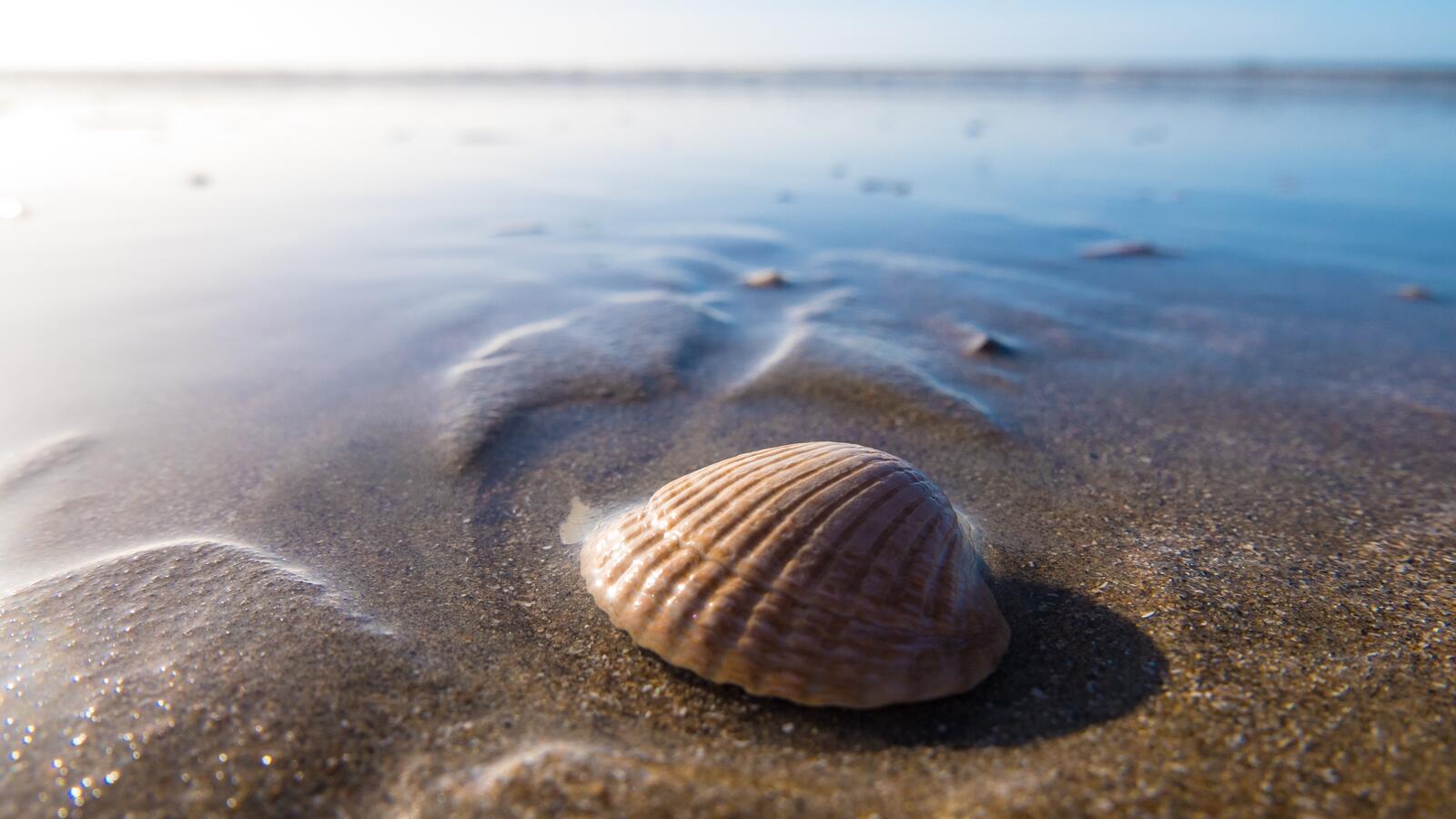 Free photo A seashell on a sandy beach