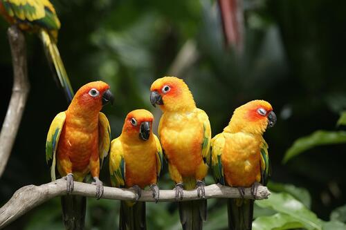 Желтые попугаи сидят на ветке дерева
