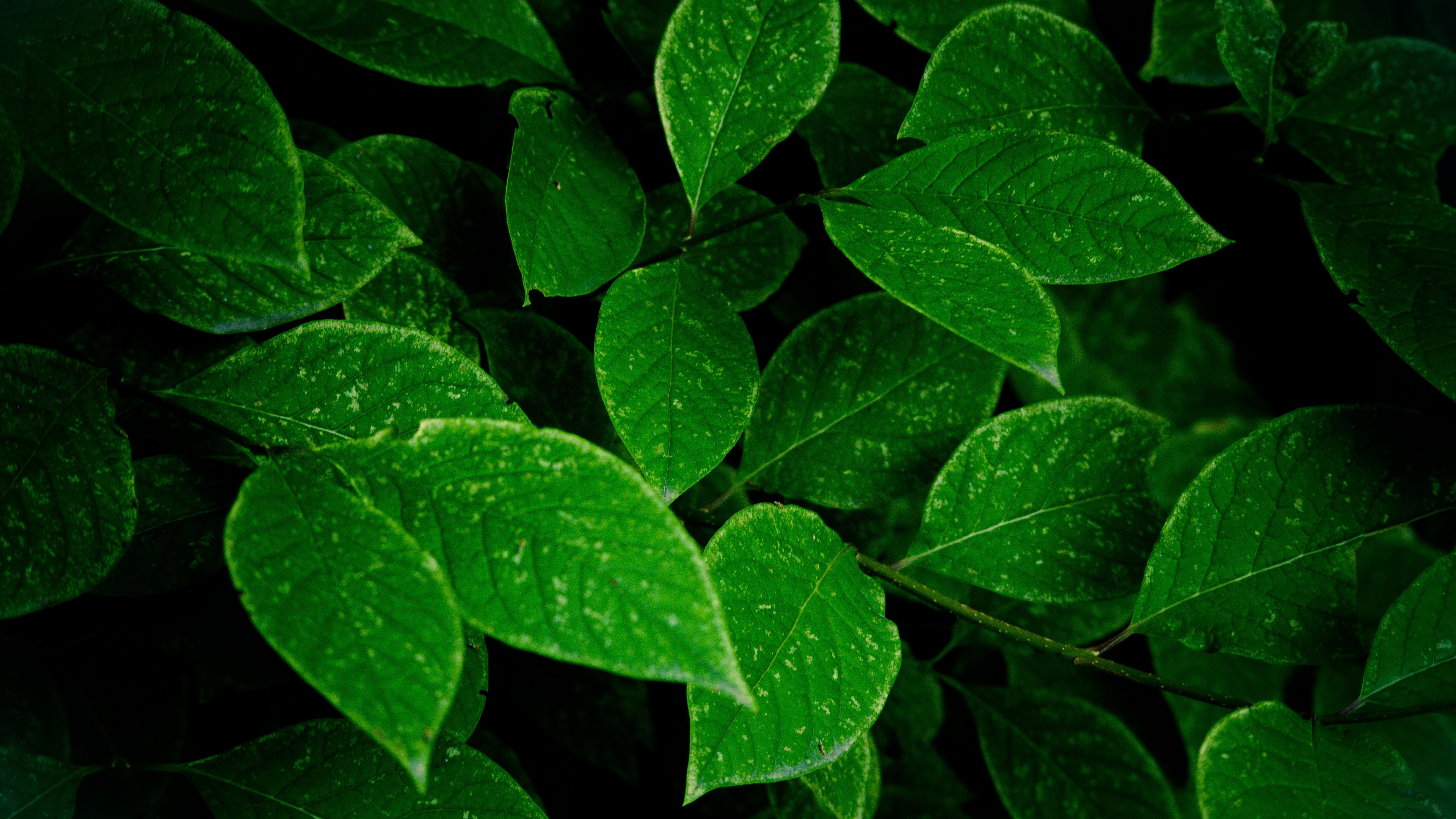 Бесплатное фото Зеленые листья