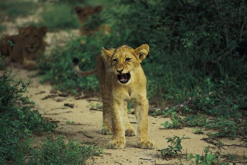 The lion cub walks around the neighborhood
