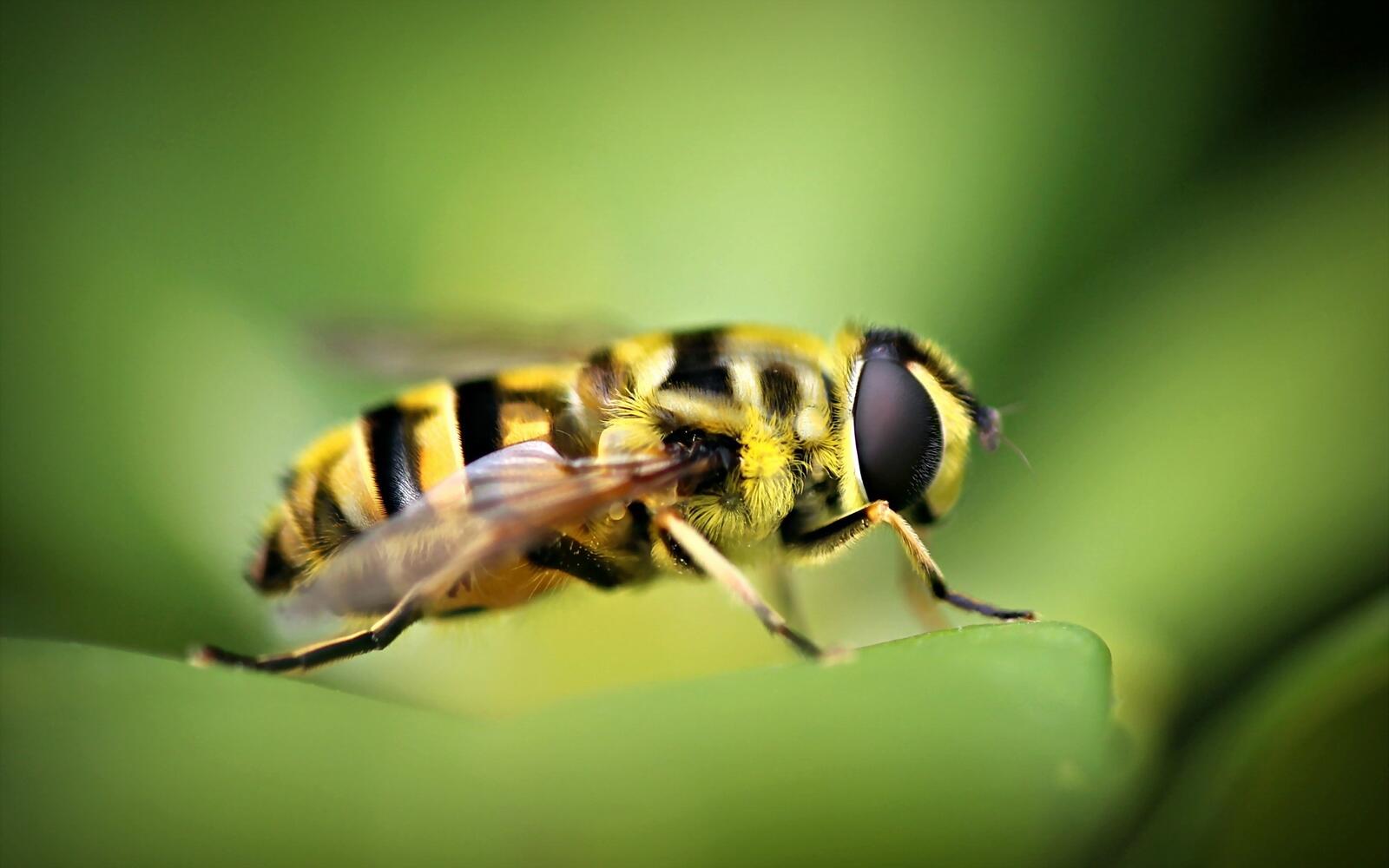 Бесплатное фото Пчела на зеленом листике
