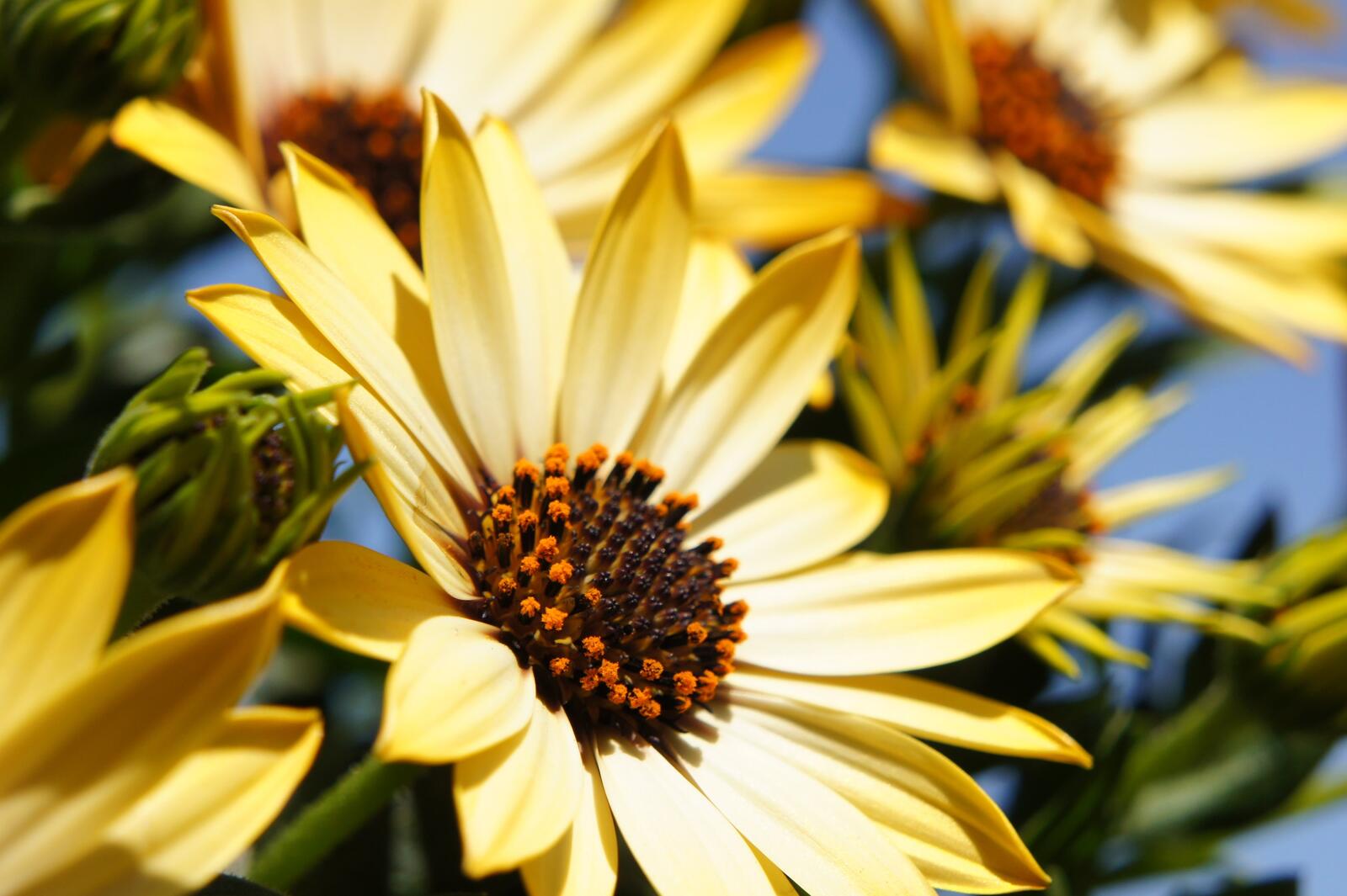 Free photo Close-up wallpaper of flowers with yellow petals