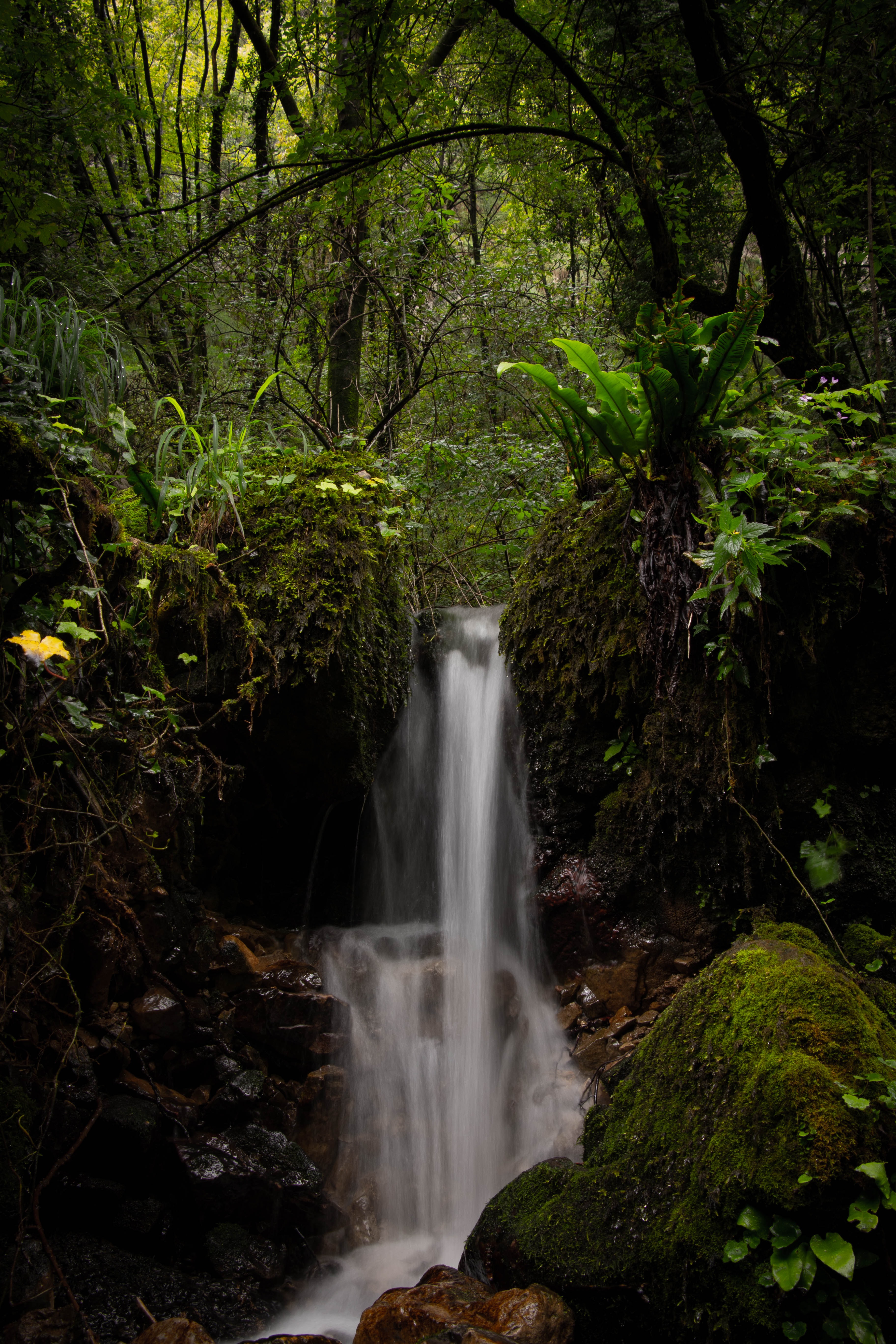 A waterfall in an impenetrable jungle.