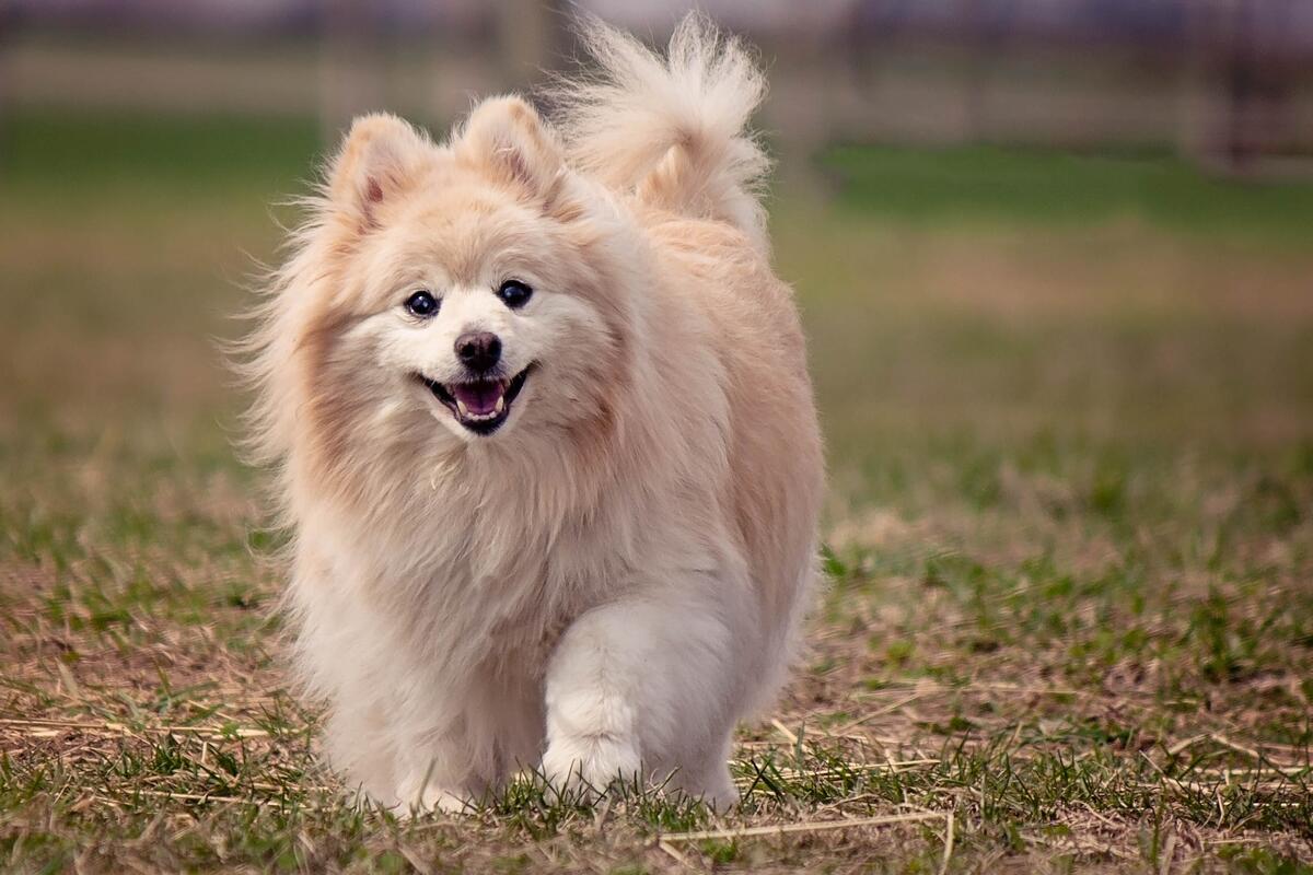 The German Spitz is running to its owner.
