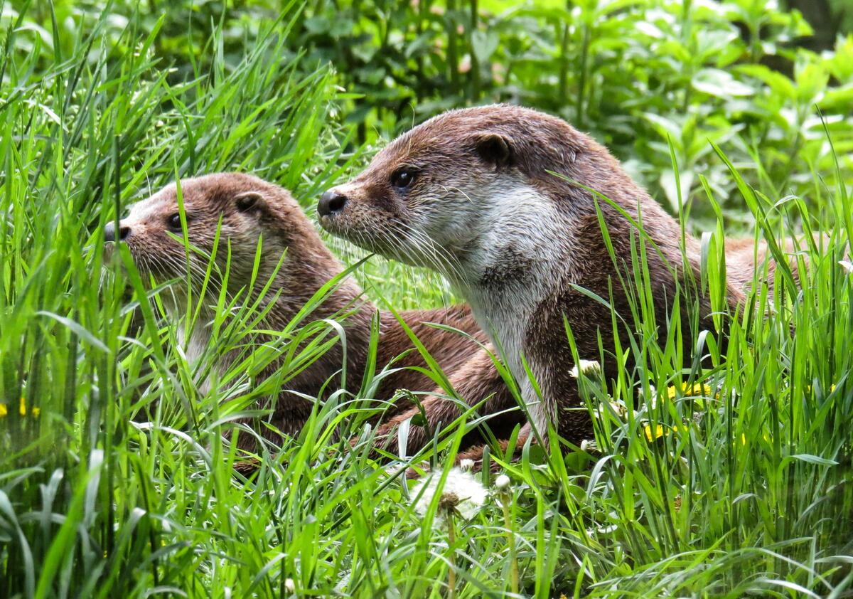 Two badgers in the green grass