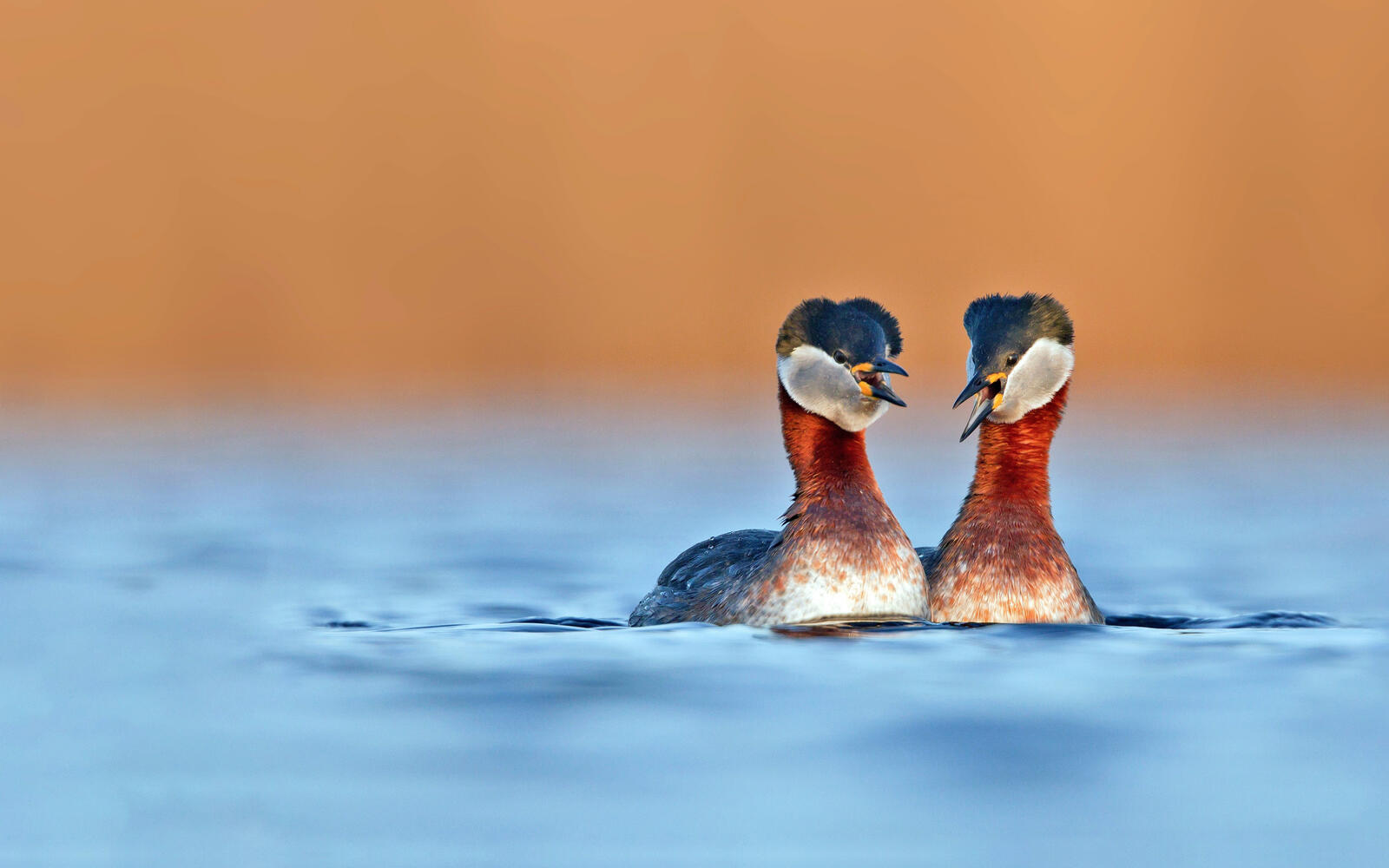 Free photo Two red-necked grebes