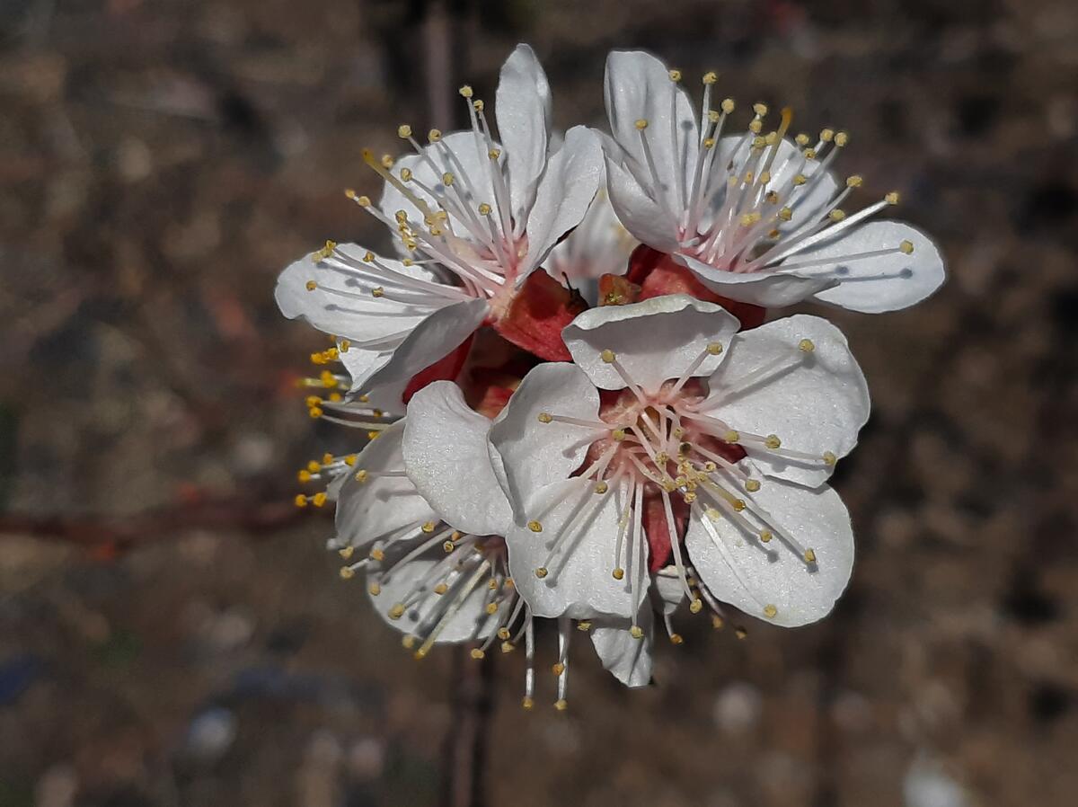 Blooming apricot flowers