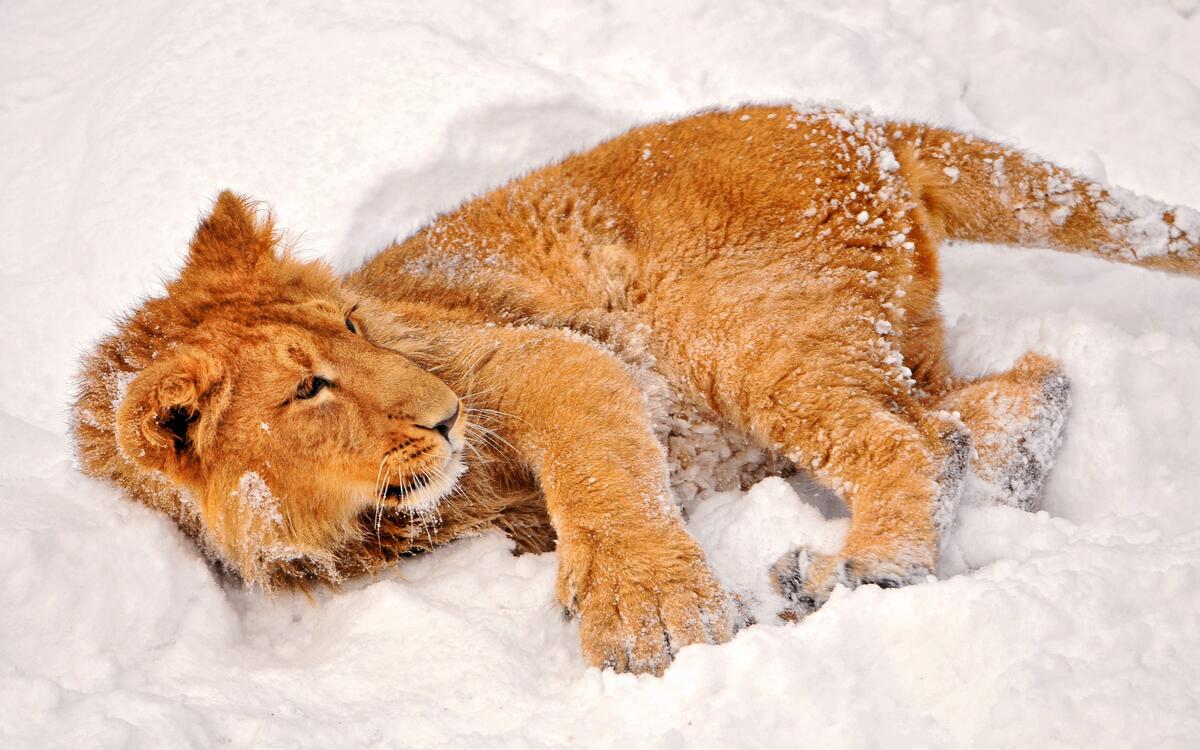 A lion cub playing in the snow