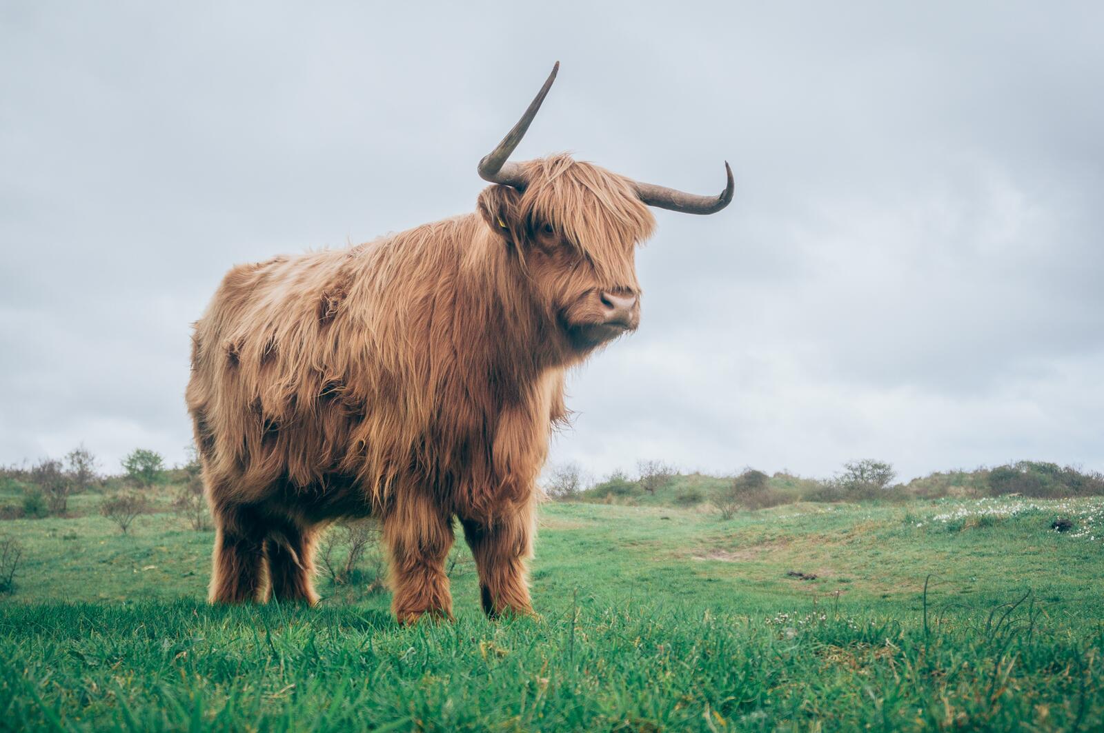 Free photo A long-haired bull sits in a green meadow