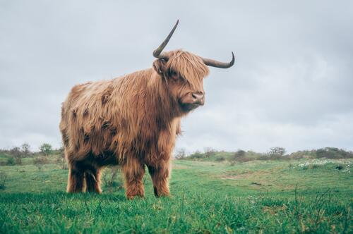 A long-haired bull sits in a green meadow
