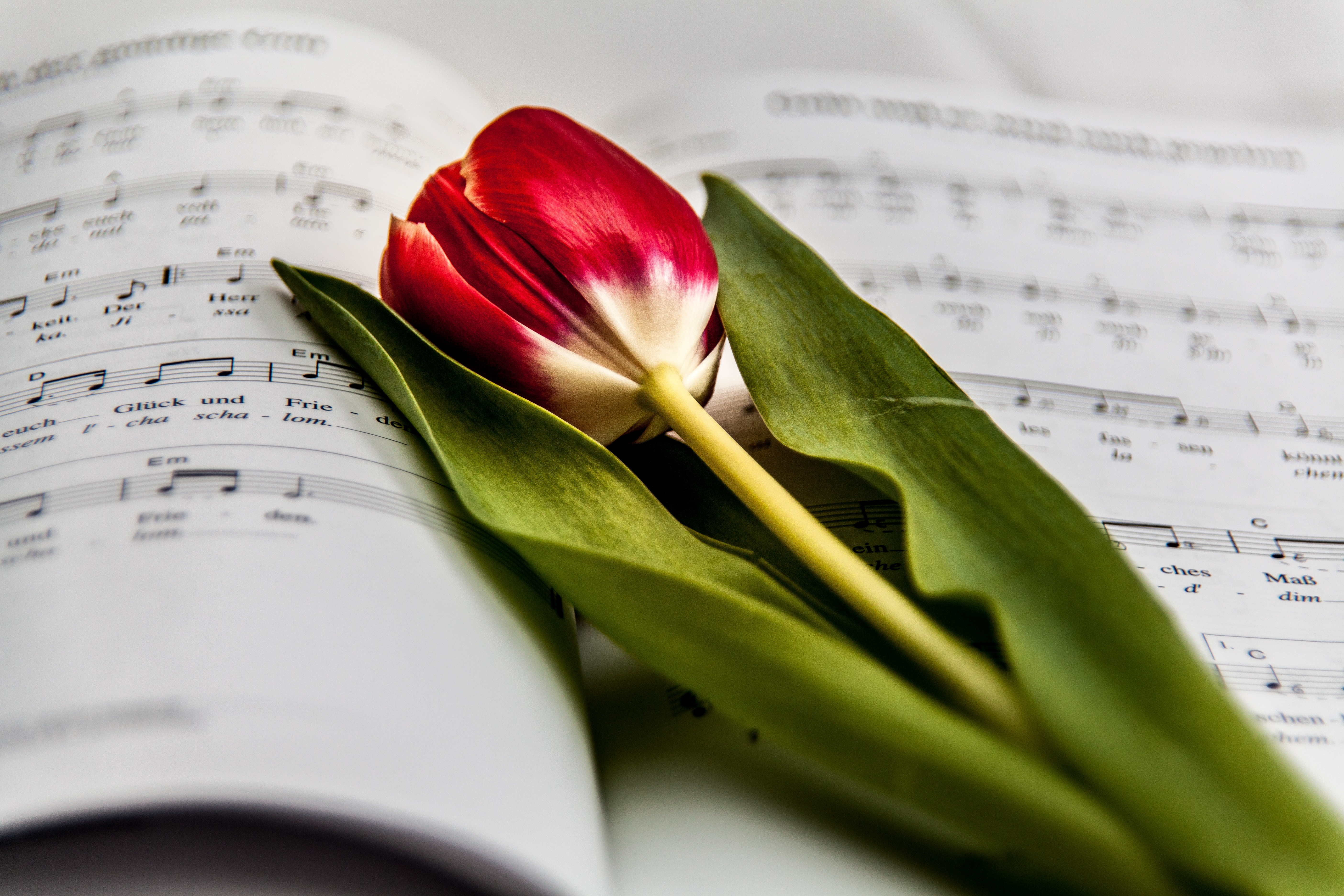 A red tulip rests on a book of musical notes