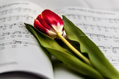 Красный тюльпан лежит на книге с музыкальными нотами