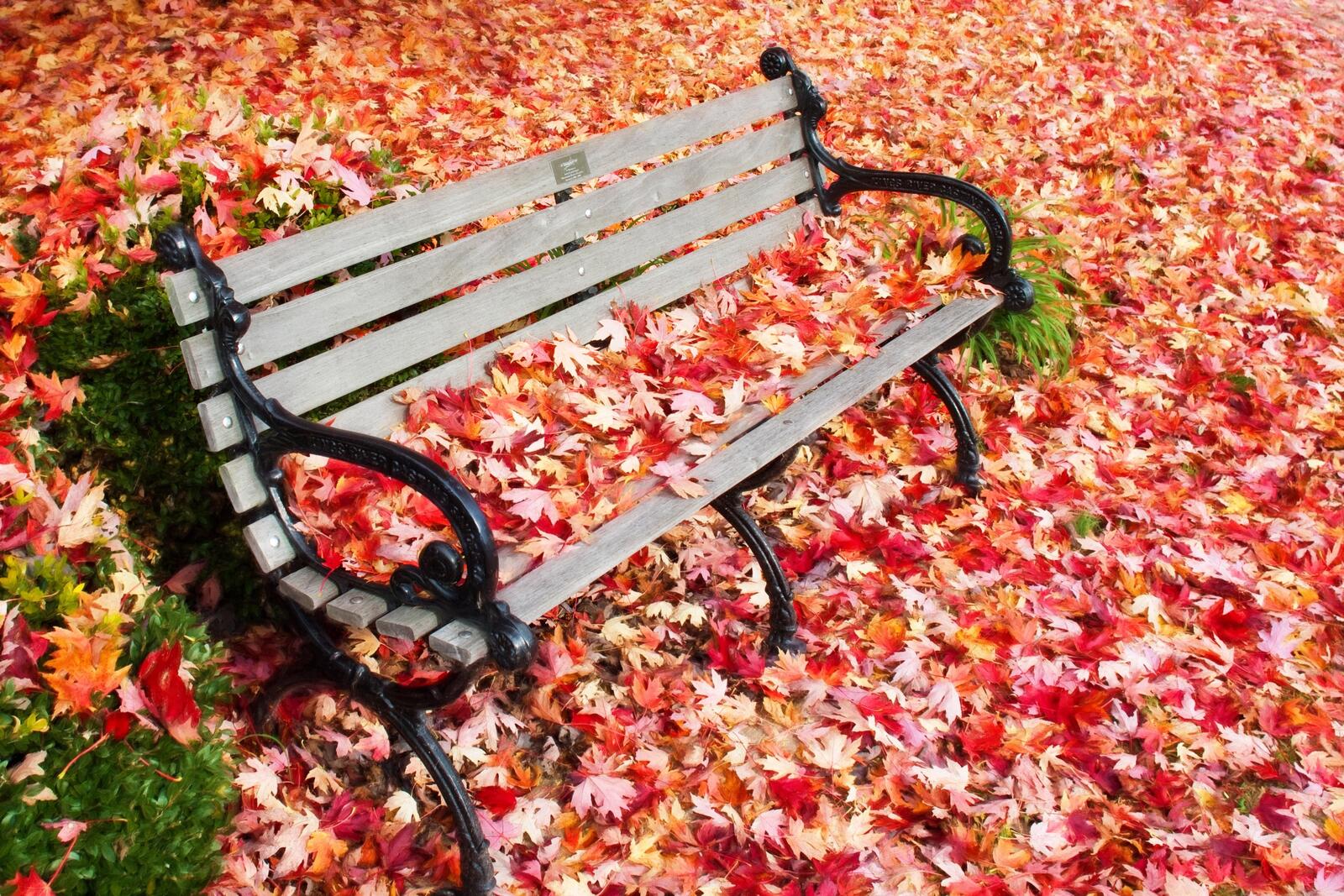 Free photo A bench covered in red maple leaves.