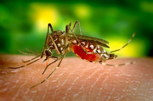 Крупным планом комар пьет кровь