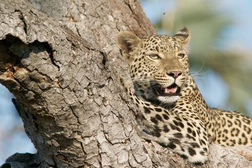 A leopard lies on a branch in the sunlight