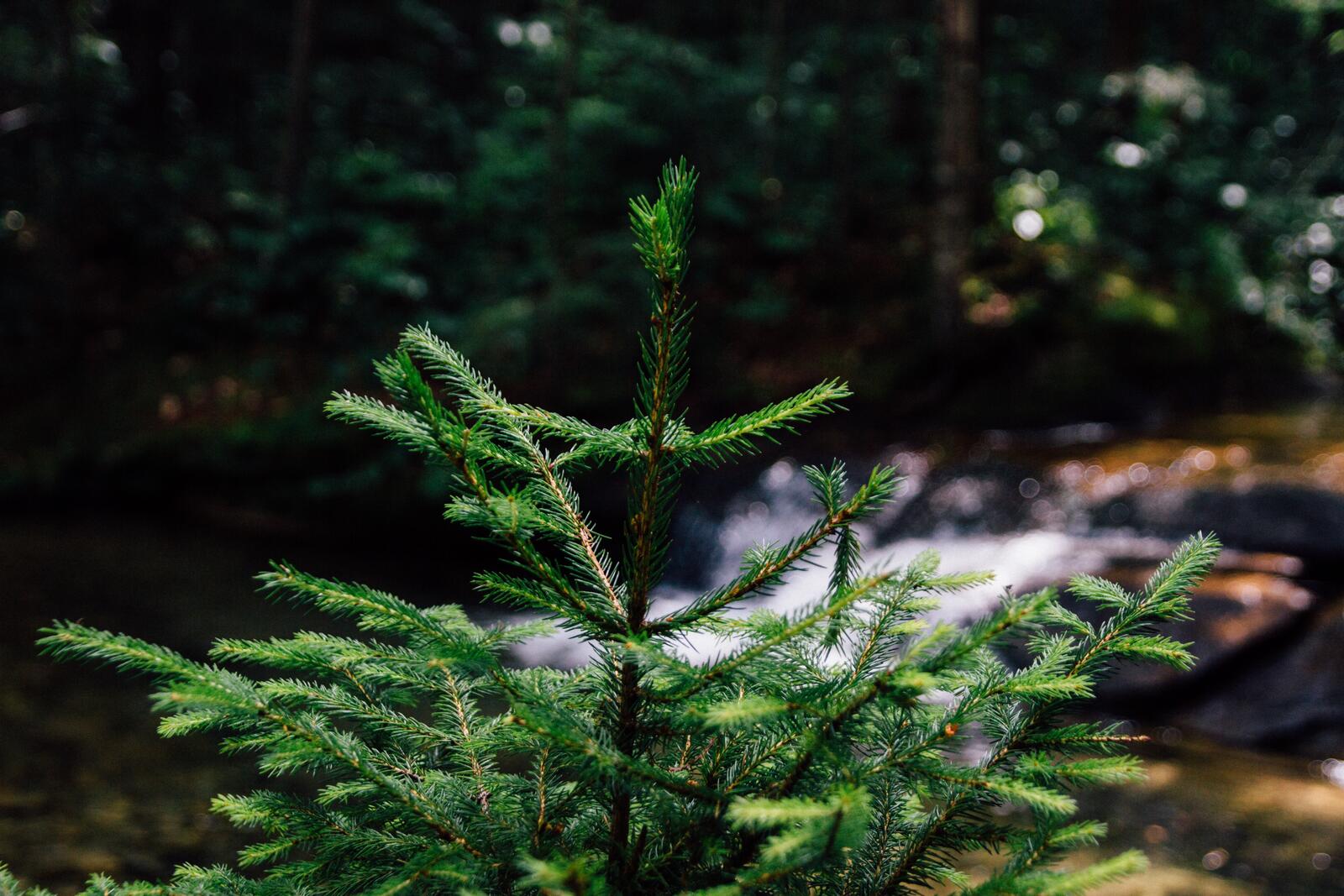 Бесплатное фото Ветви молодой елки растущей на берегу ручья